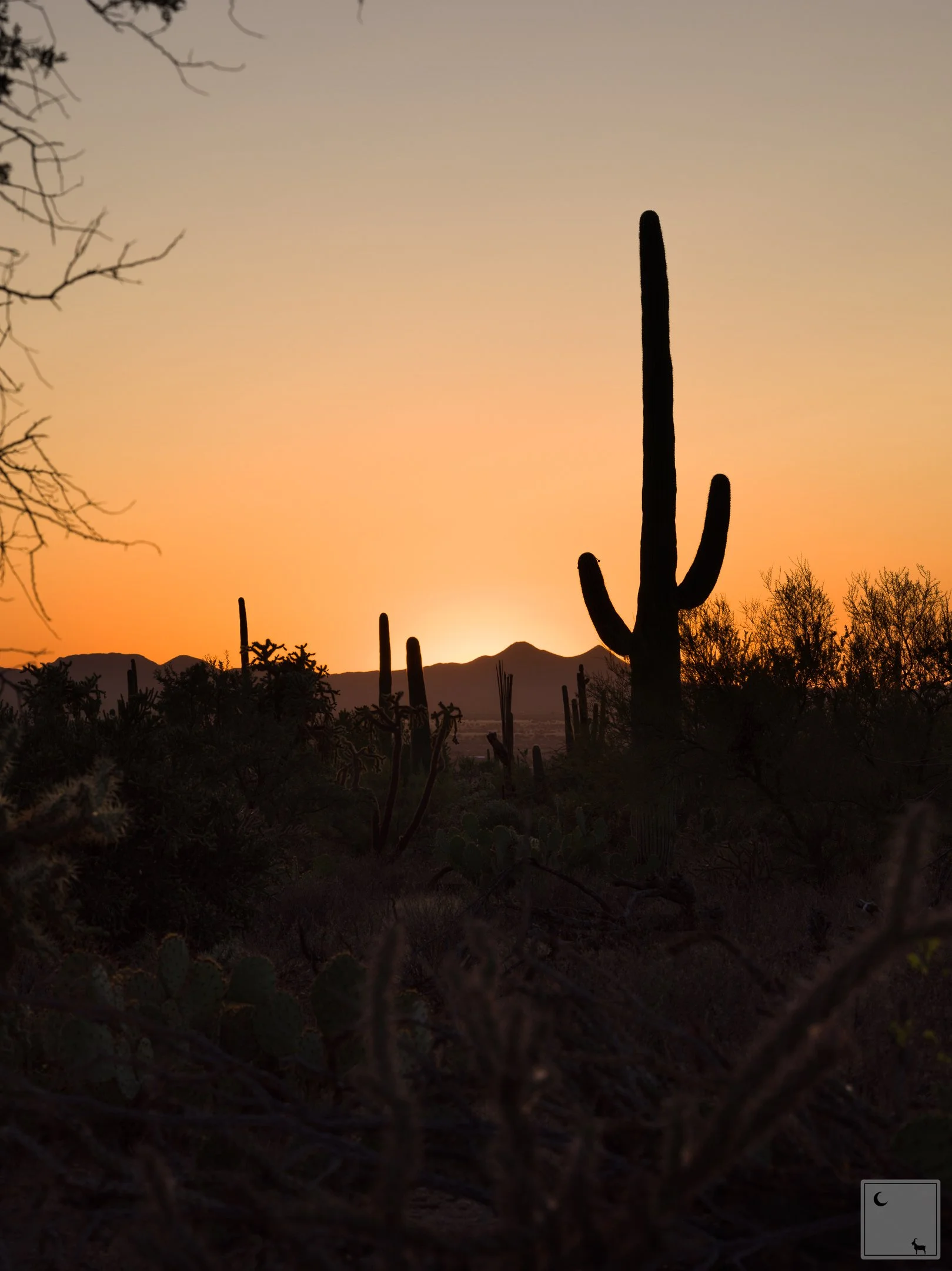  Saguaro National Park • Arizona 