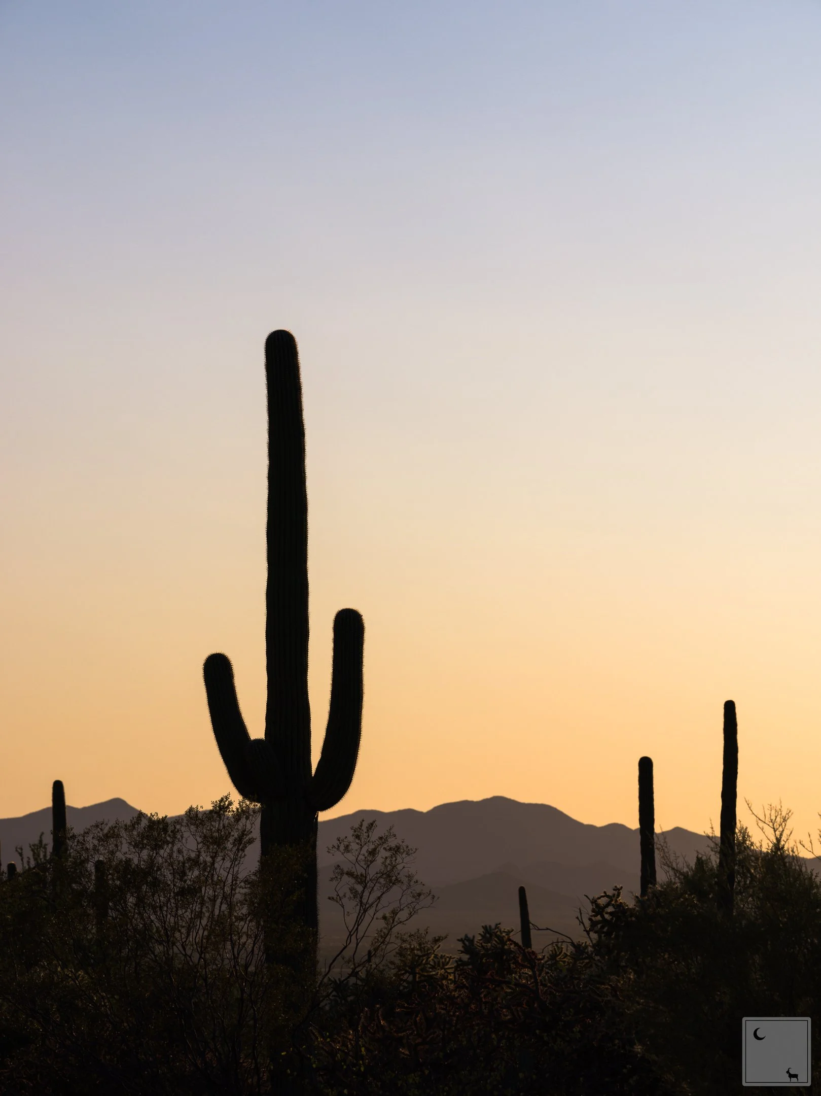  Saguaro National Park • Arizona 