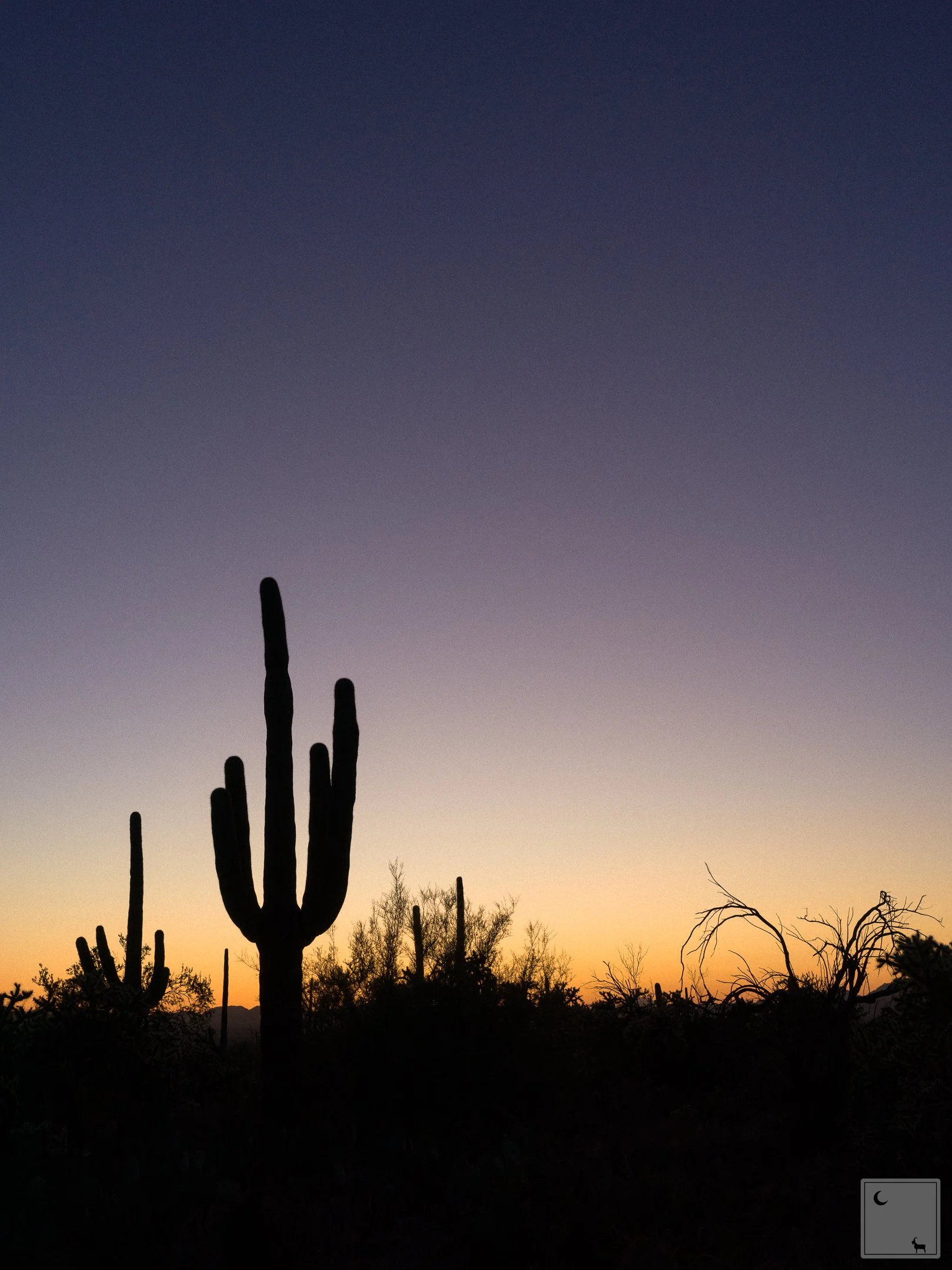  Saguaro National Park • Arizona 