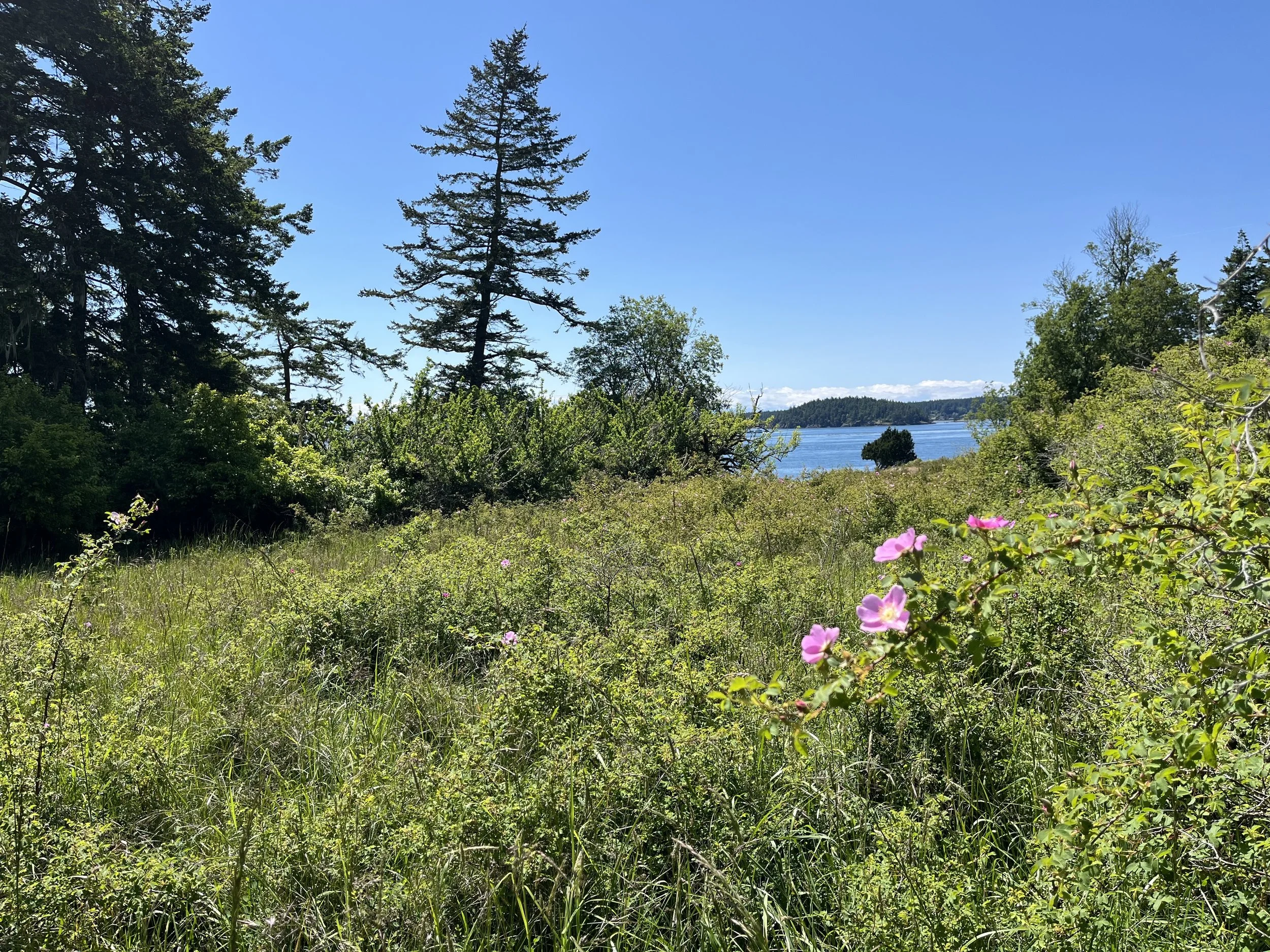 Monthly Wild Goose Qigong