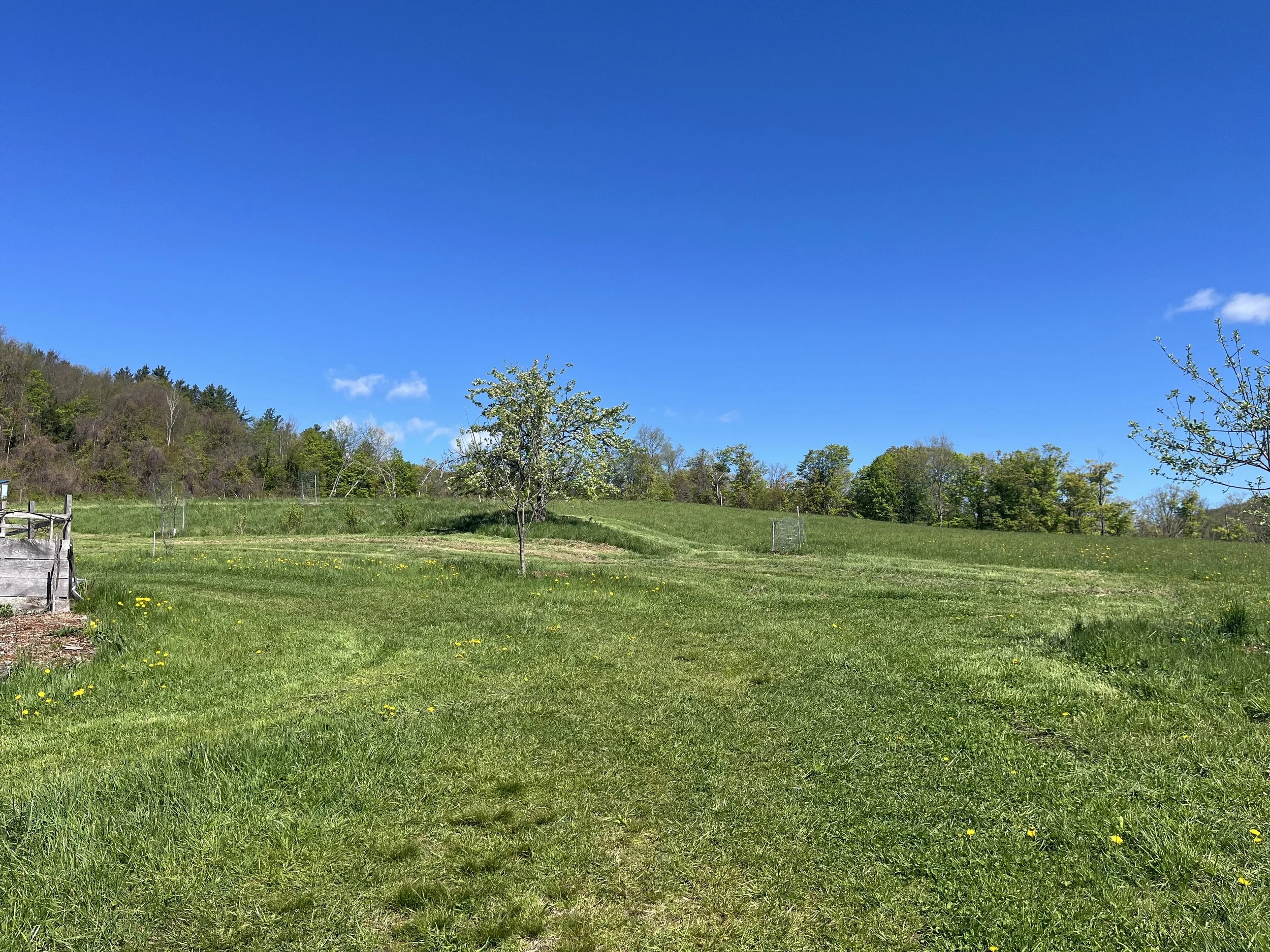Wild Goose Qigong 4-Week Series
