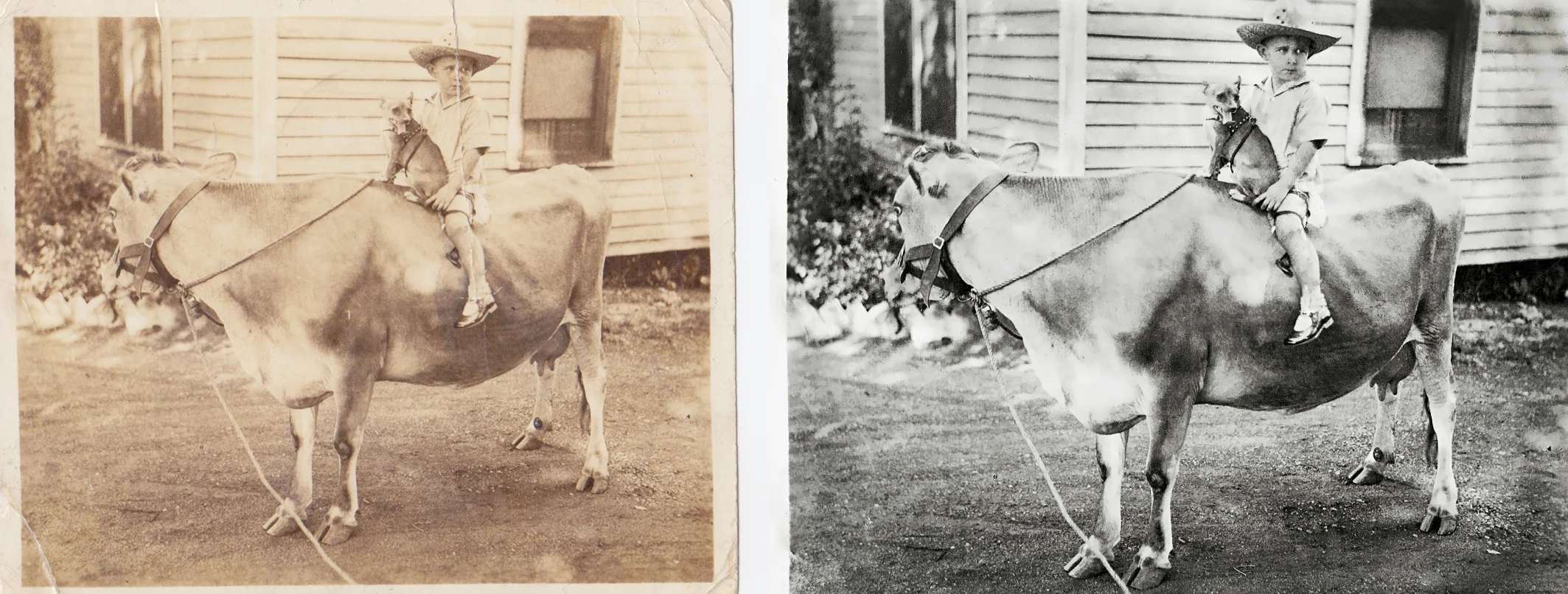 Papa on his cow