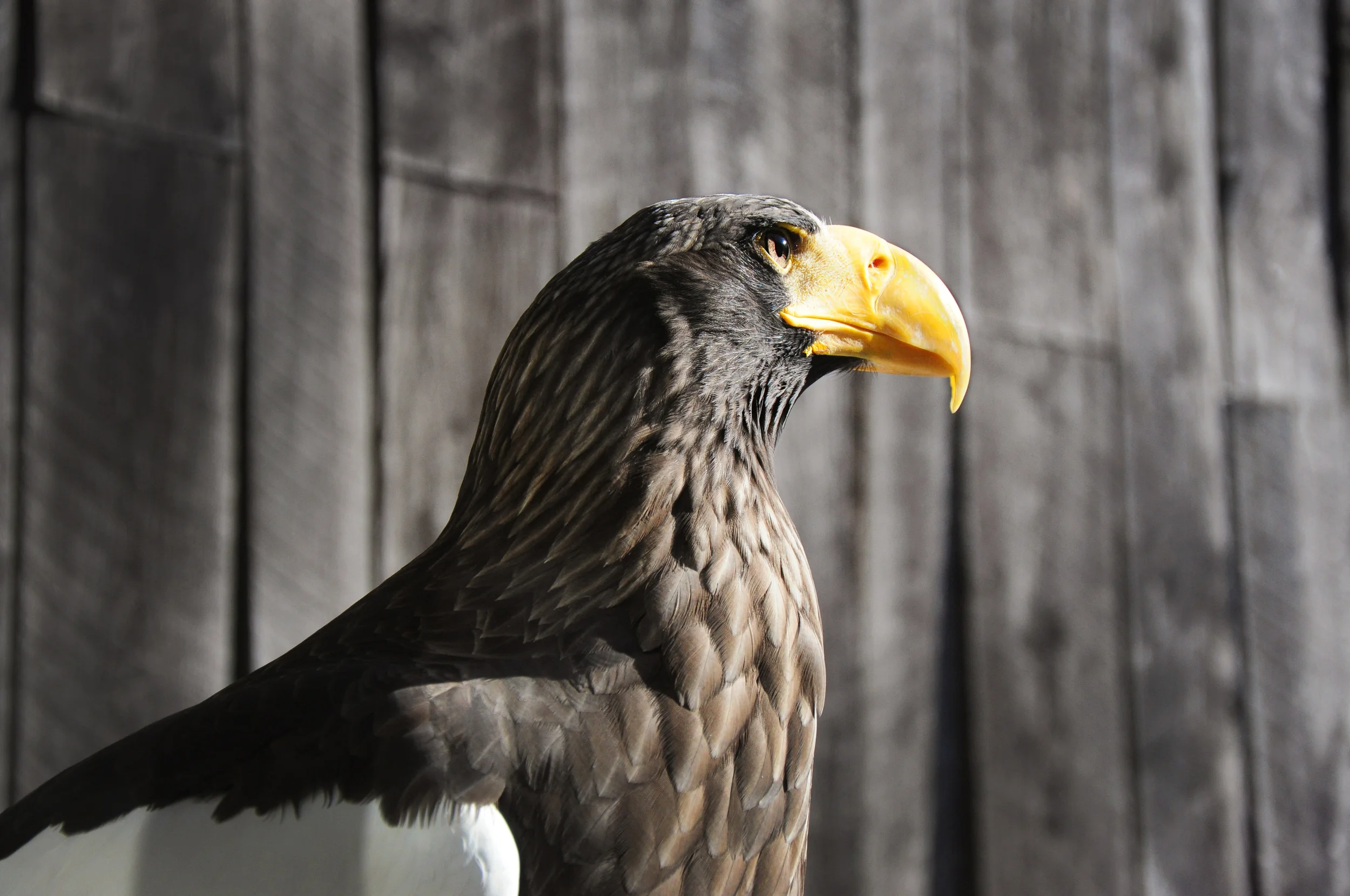 Eagle