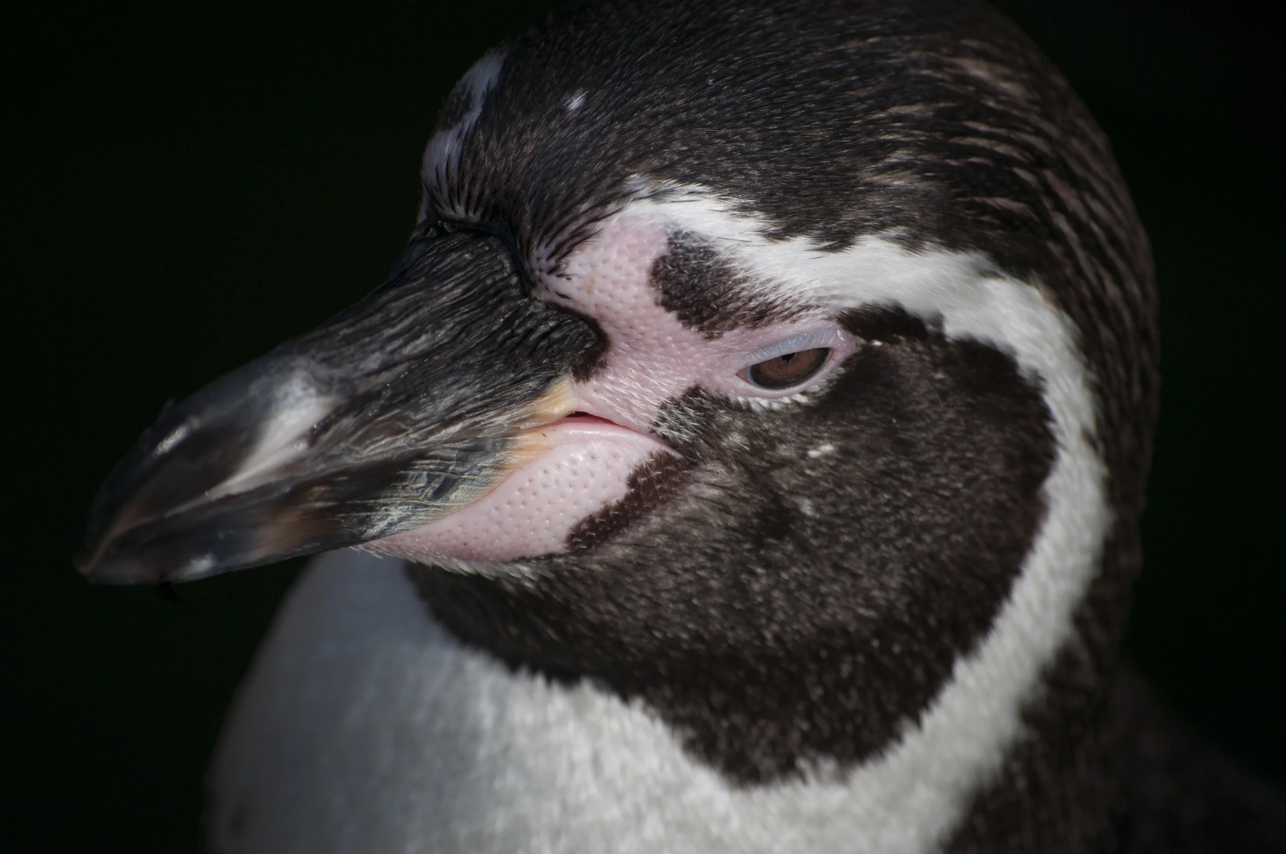 Humboldt Penguin, St.Louis Zoo