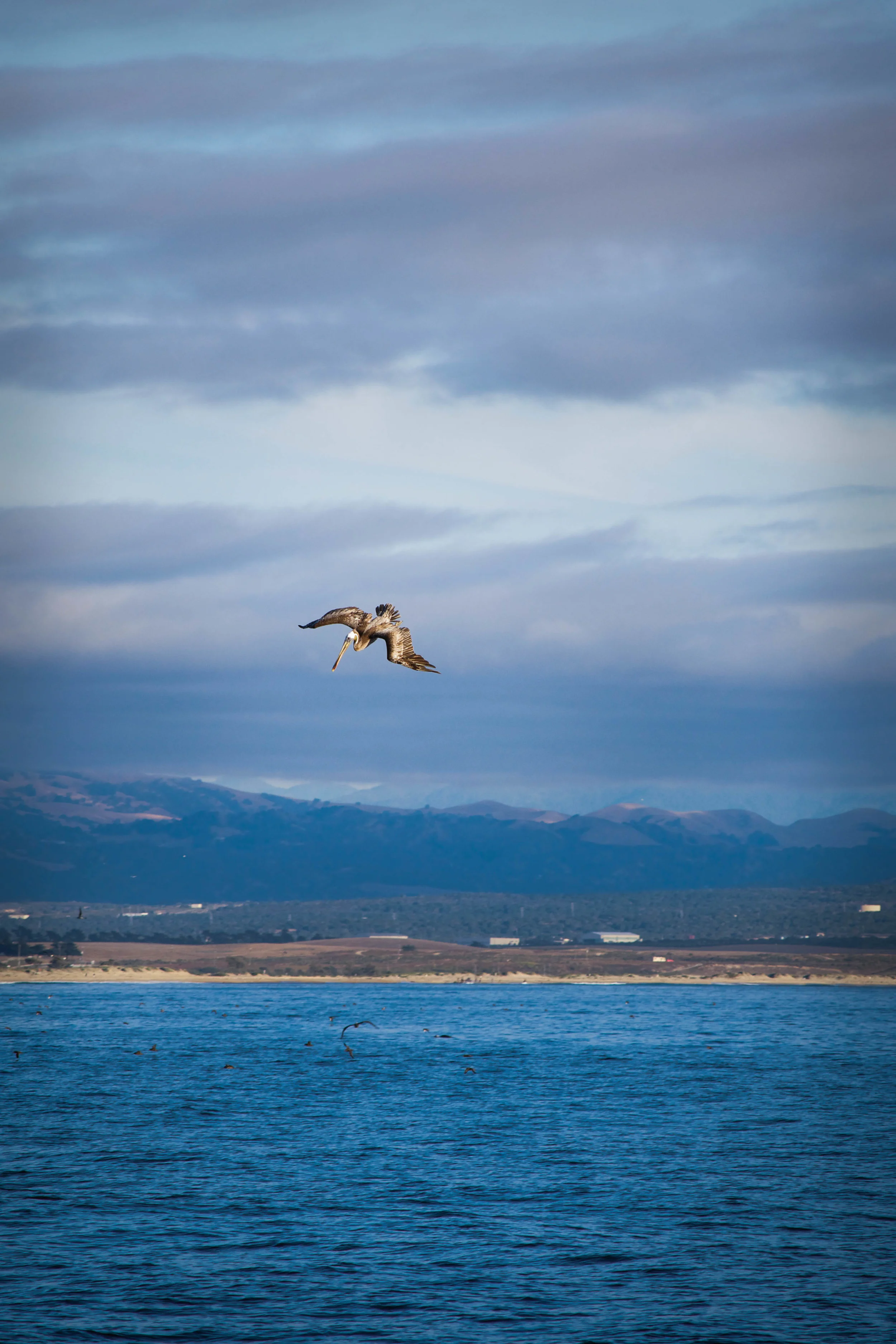 Pelican in Big Sur, California