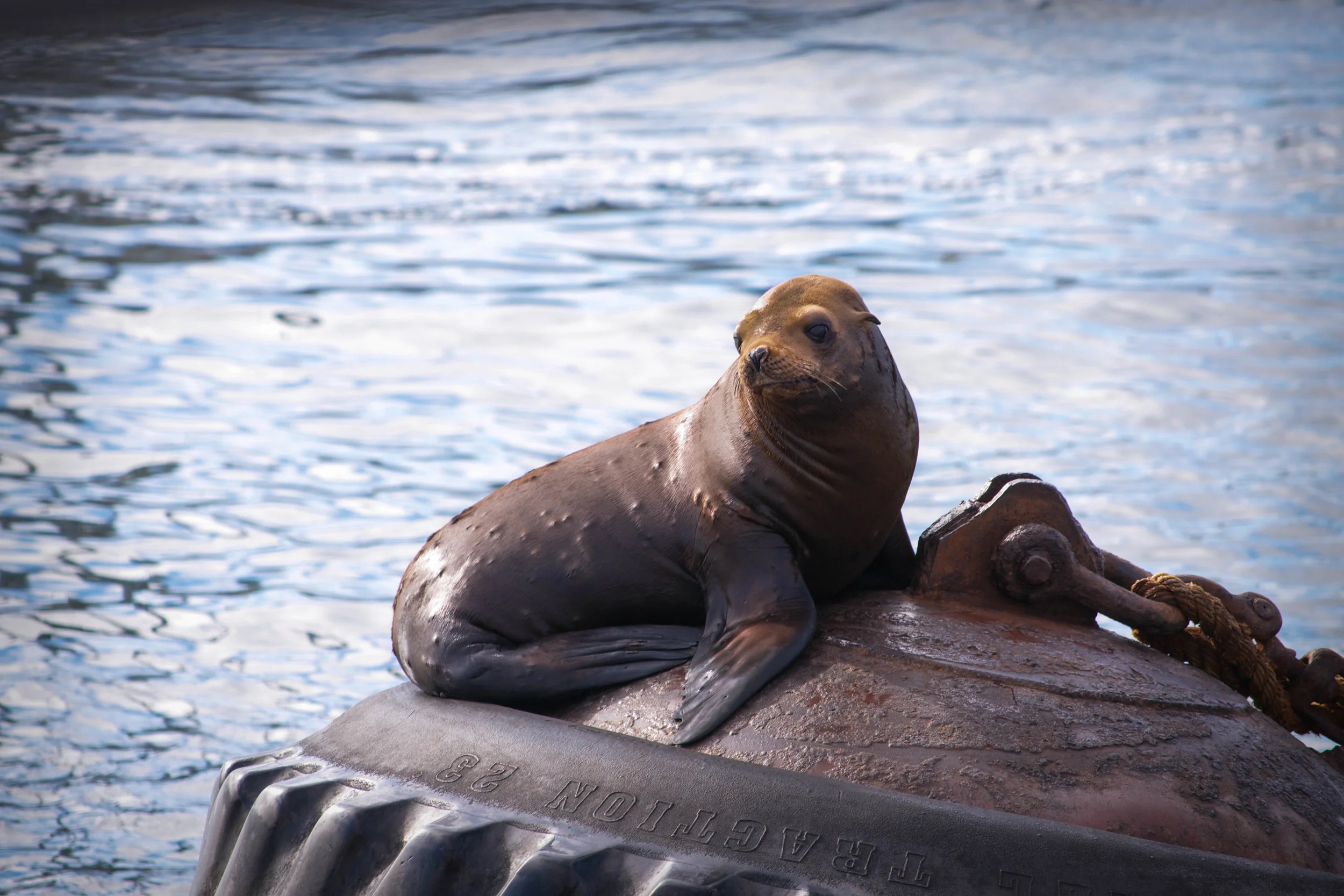 Wild Sea Lion, Monterey Bay California