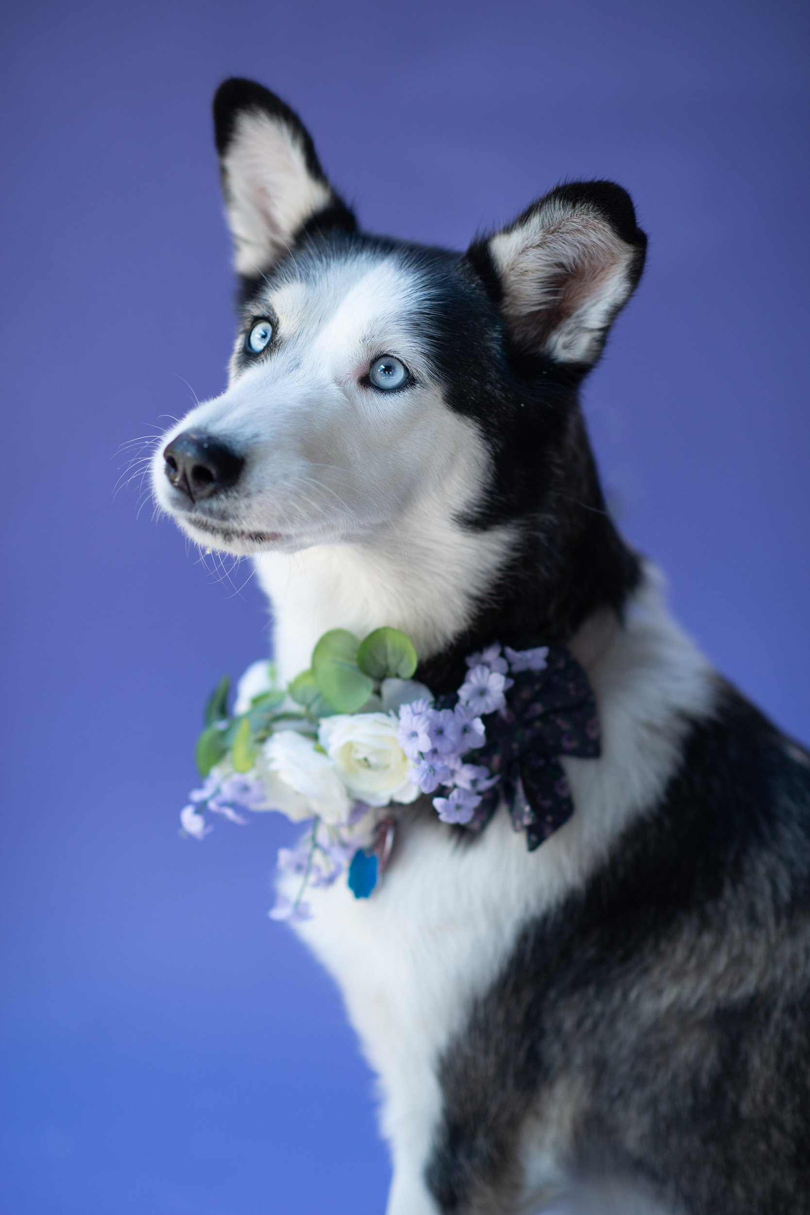 Pet Portraits in Salt Lake City