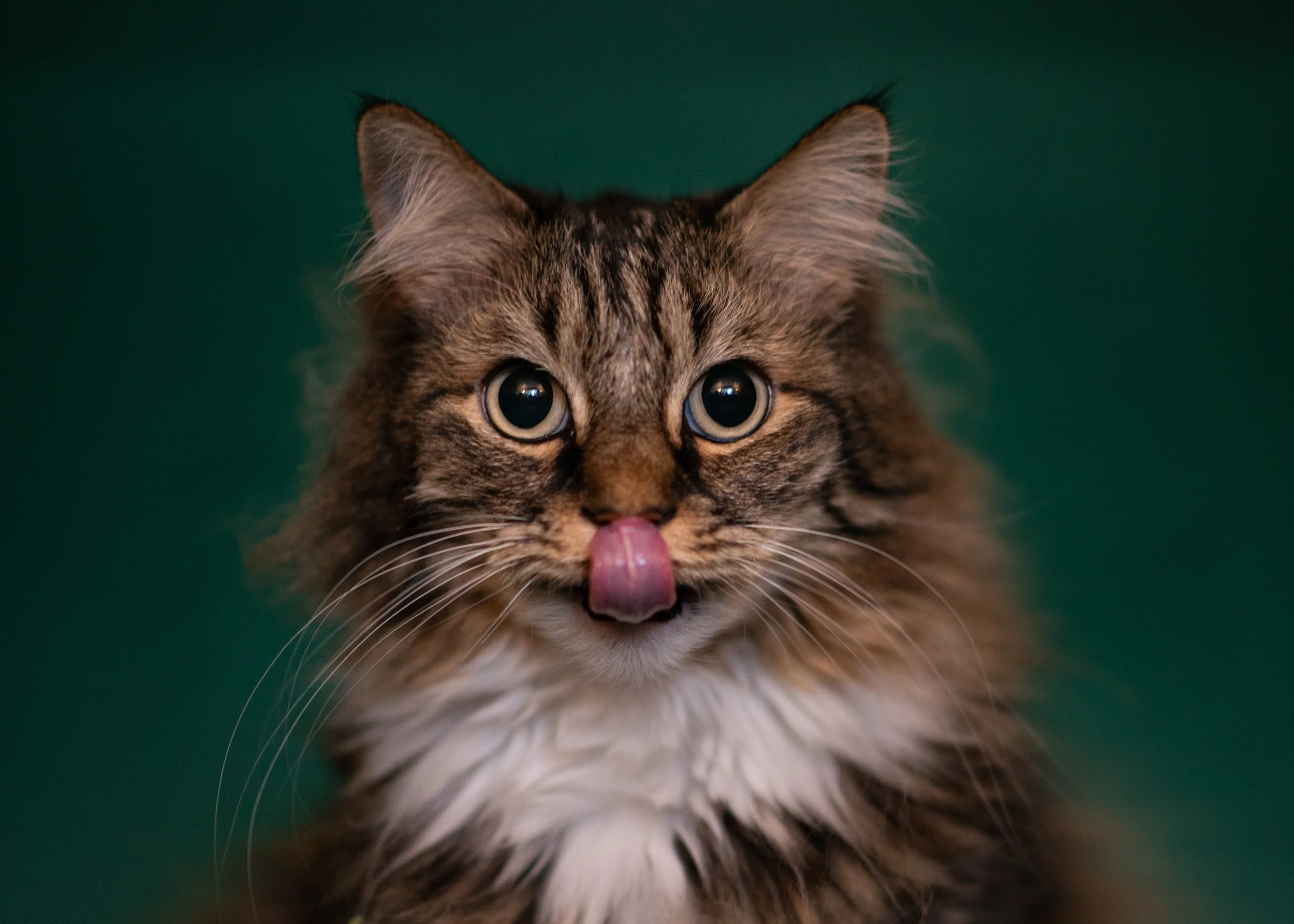 Cat Portraits in Salt Lake City