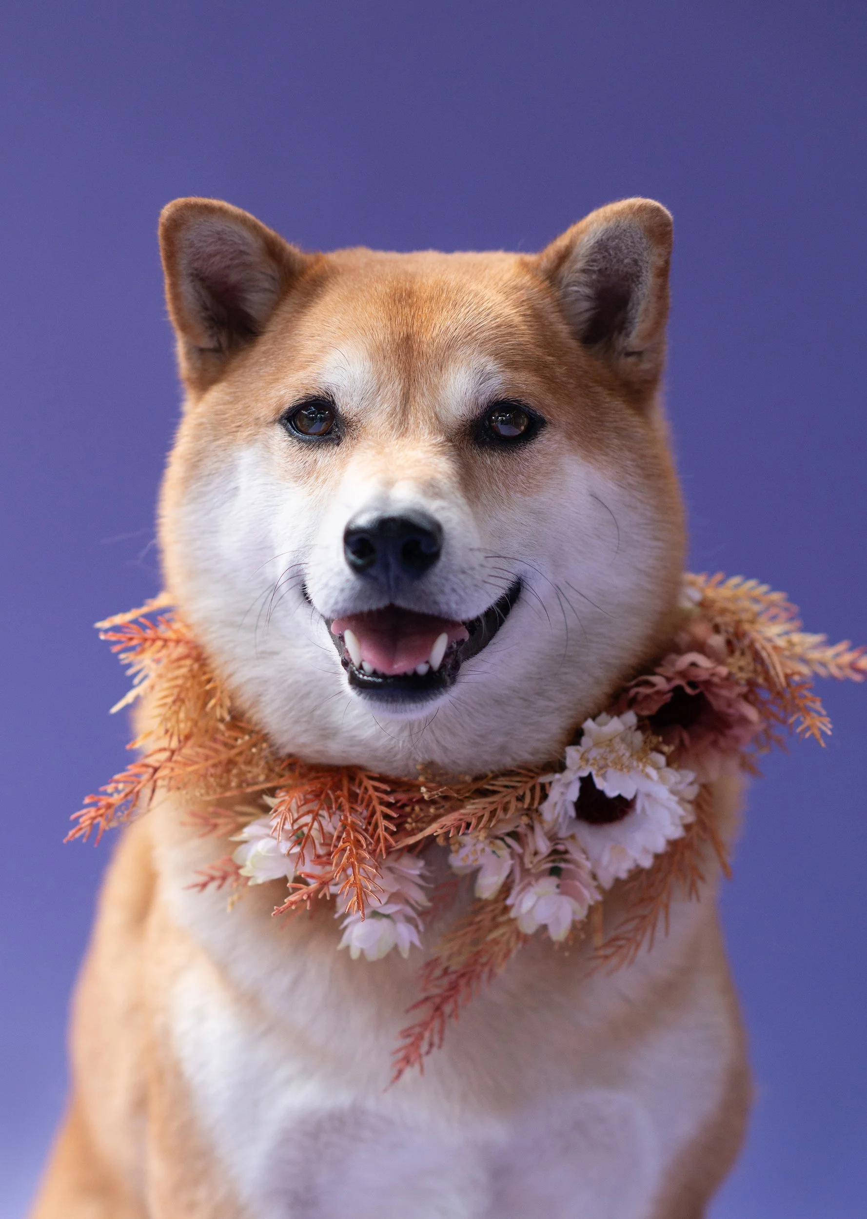 Salt Lake City Pet Portrait Events