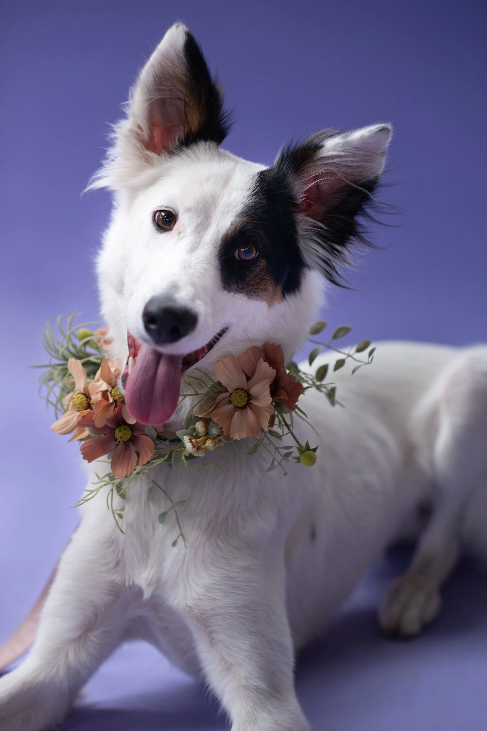 Pet Portrait Popup in SLC