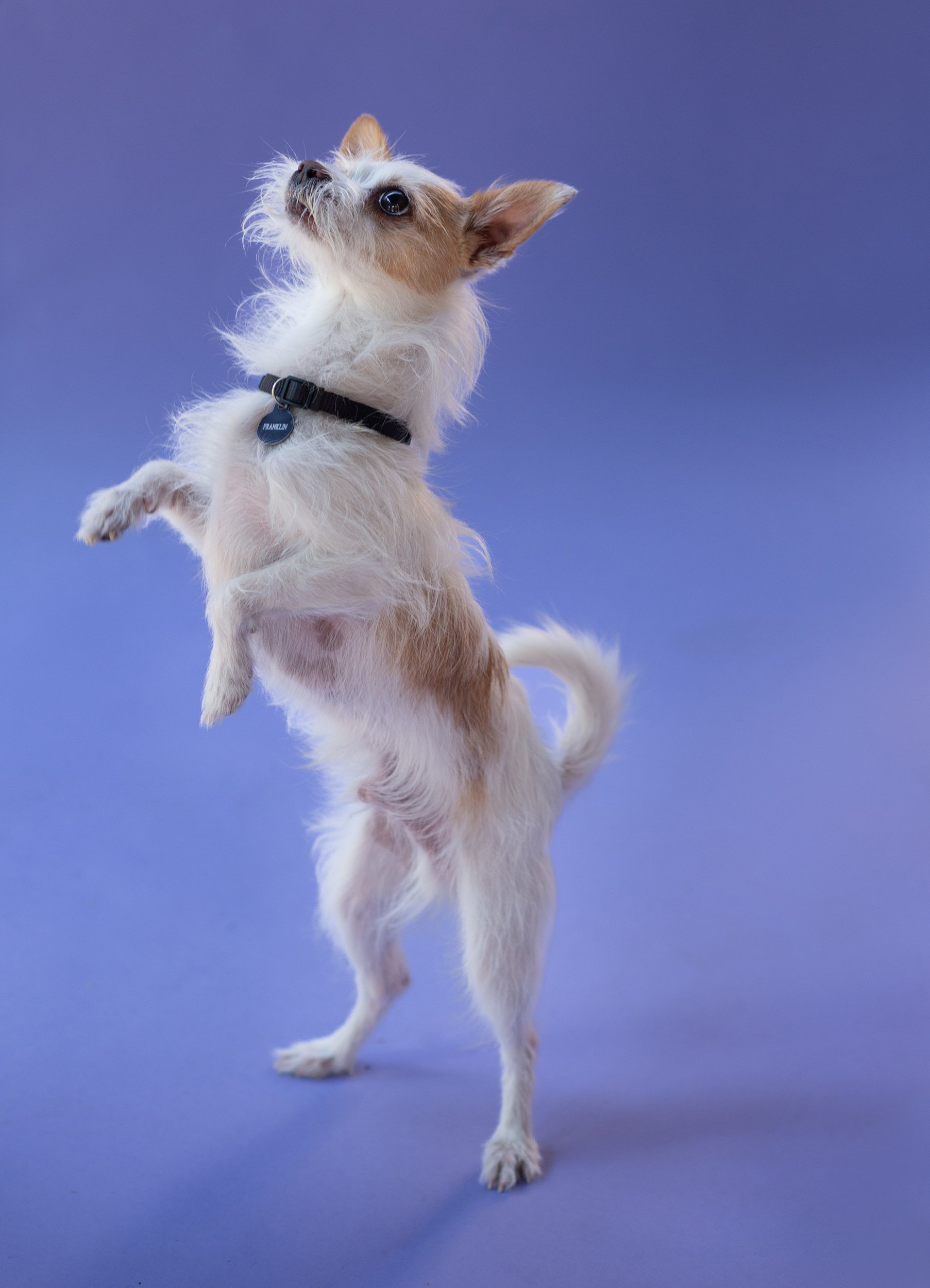 Pop-up Pet Portraits in Salt Lake City