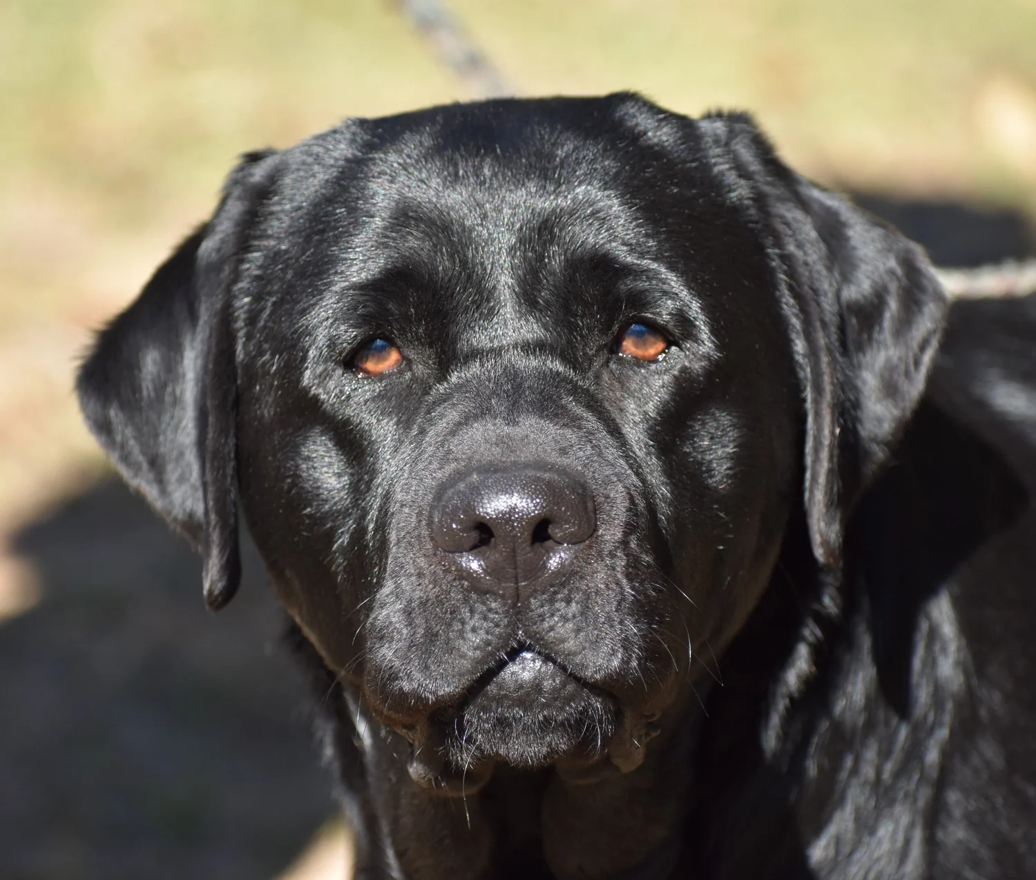 Hanova Labradors | Labrador Retriever Breeders