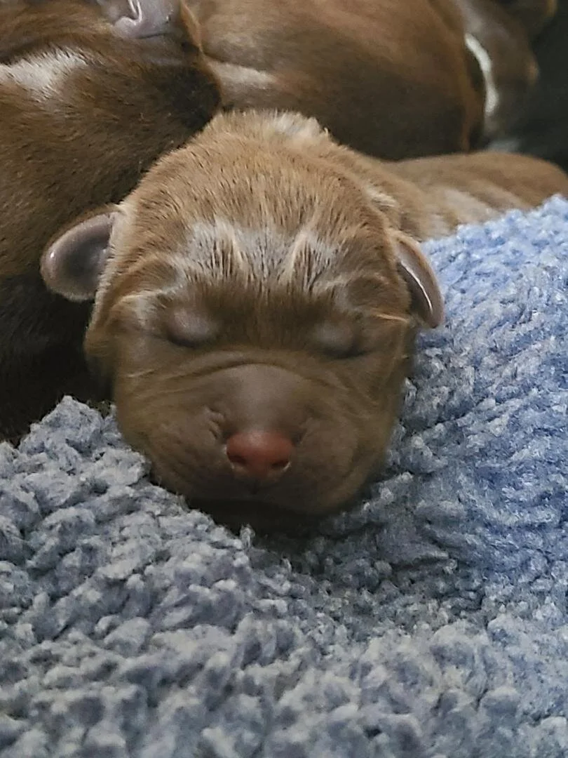 choco pup.jpg