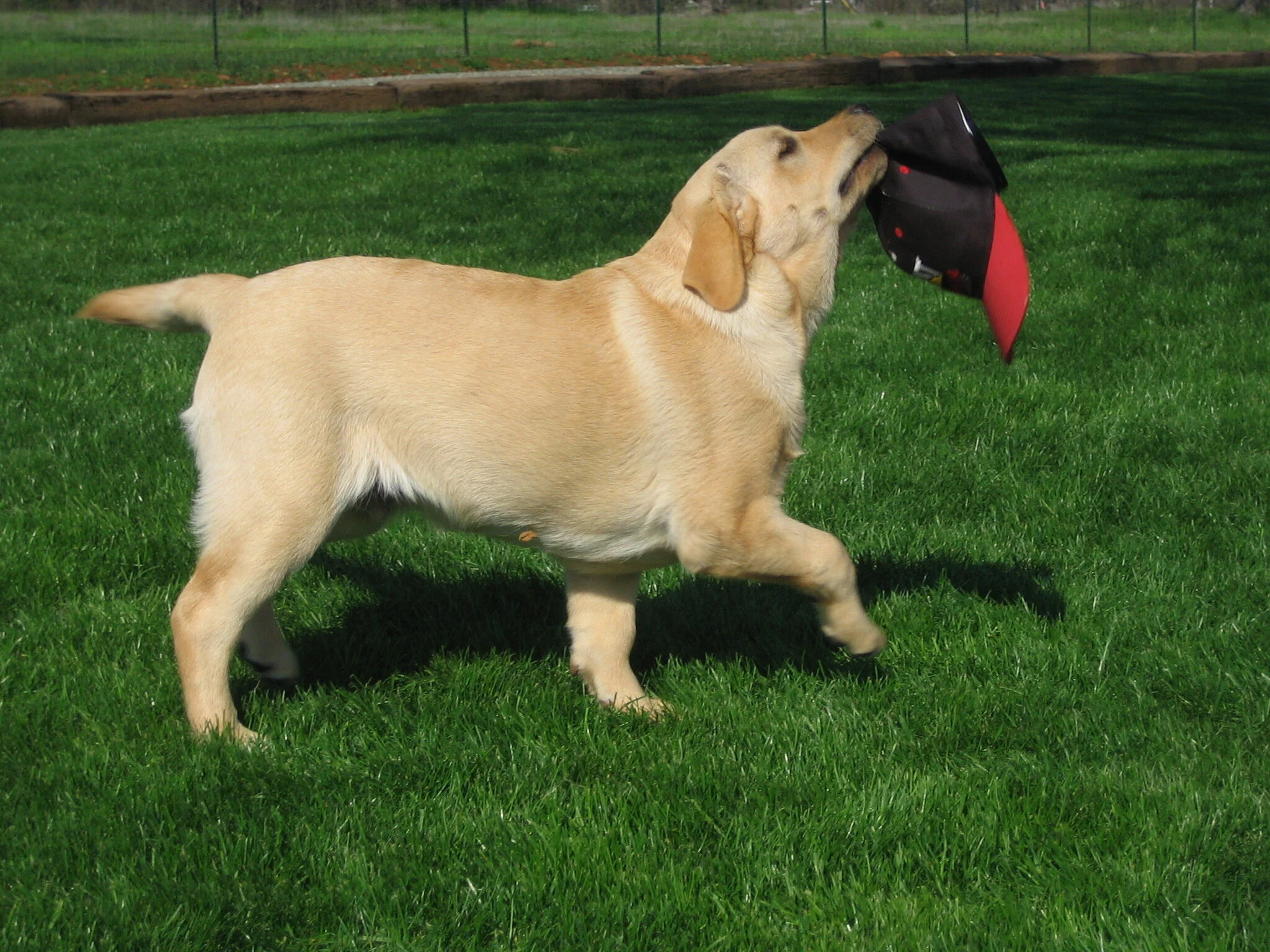 CLICK ON the PICTURE TO APPLY FOR A  PUPPY/DOG.