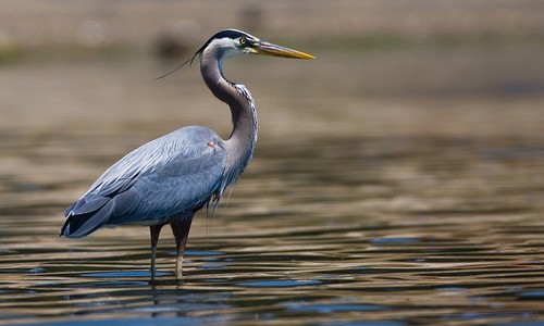 Great_Blue_Heron_page_image.jpg