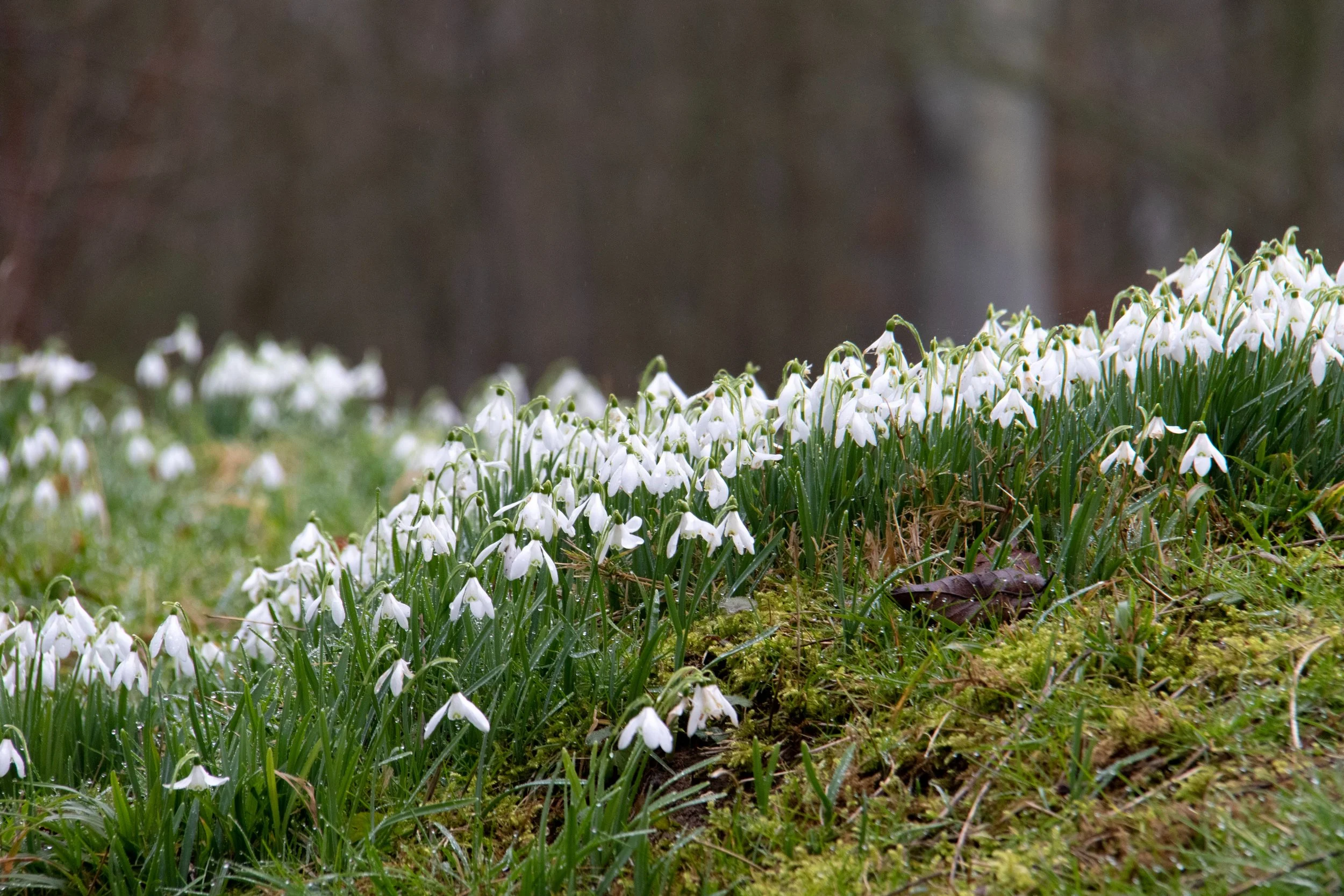 Wellness walks: Snowdrops in Gloucestershire