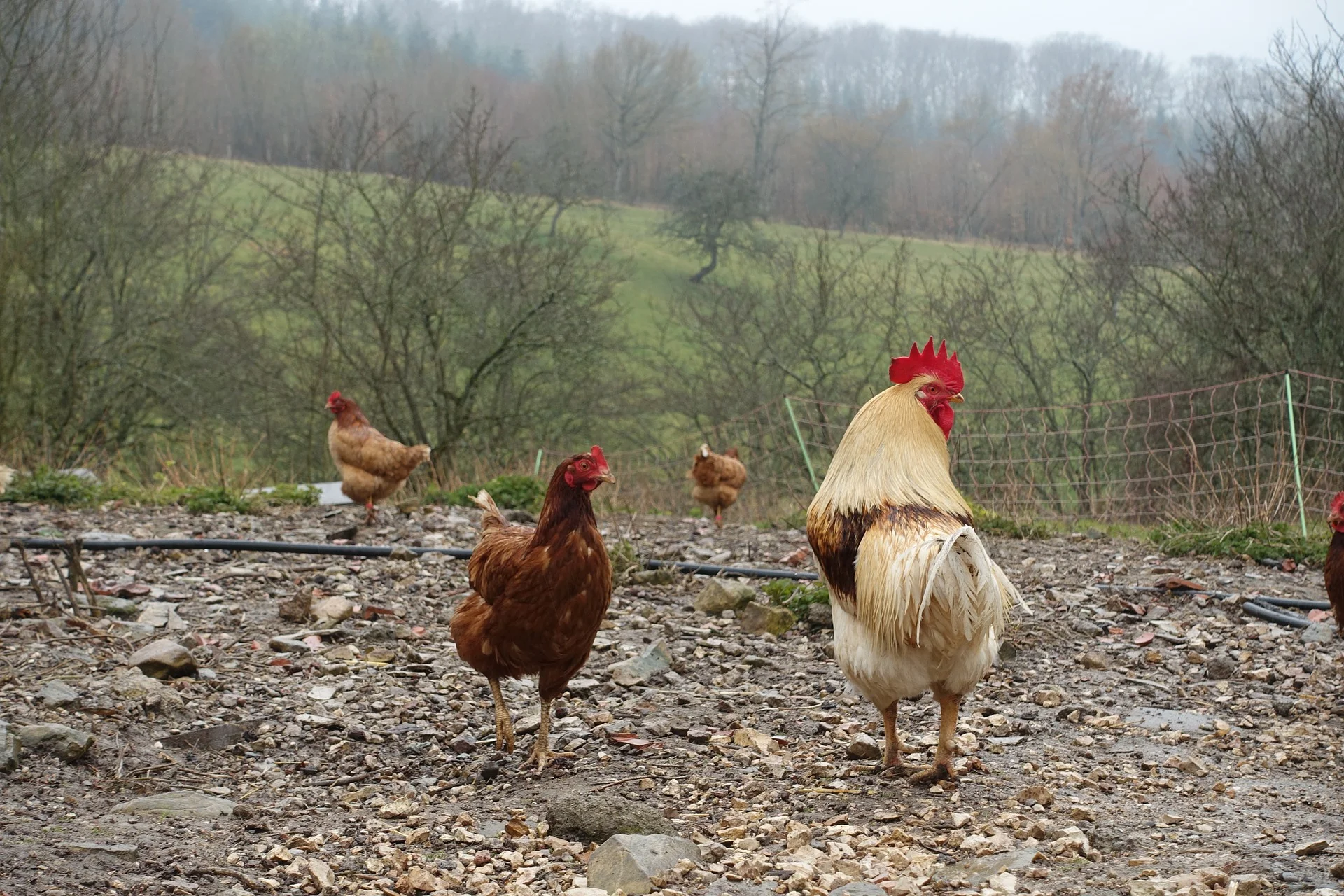 cock-1365562_1920.jpg