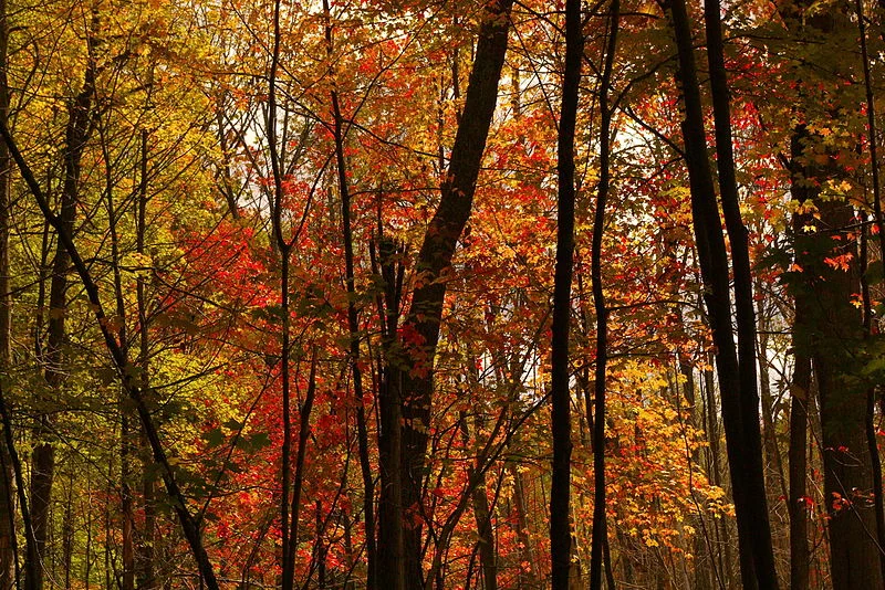 800px-Autumn_trees_with_red_leaves.jpg