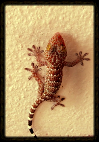 This critter, and the lovely lizard up top, lived at Nephyr's house when she lived in Thailand. This one is a tookay gecko, and calls out "tookay, tookay, tookay" in a deep deep voice. If you hear one call out 9 times in a row, it is considered good luck