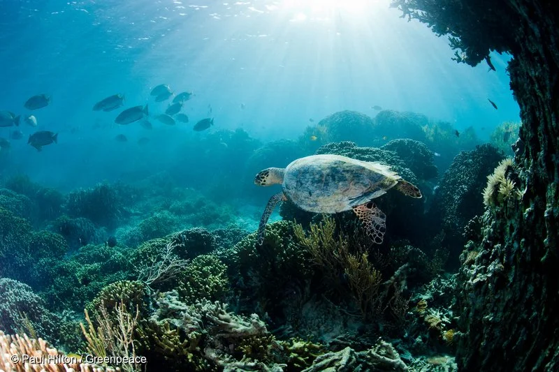 picture of deep undersea with sunlight shining down, fish in the background and a sea turtle in the foreground