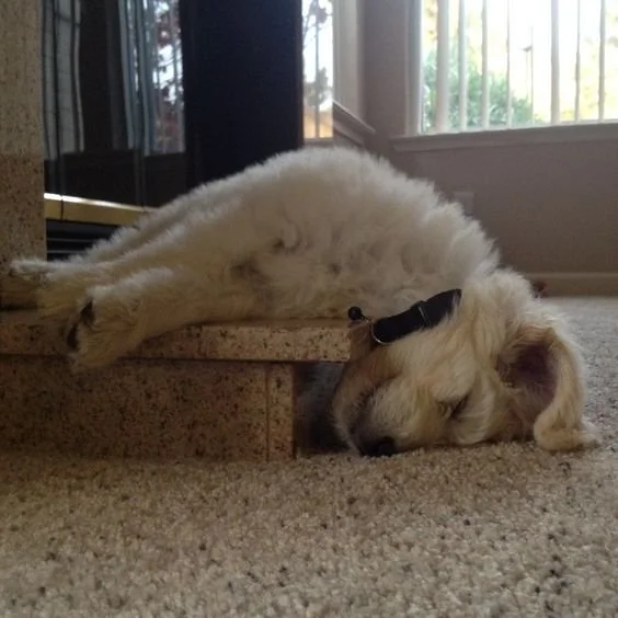 sleepy dog.jpg