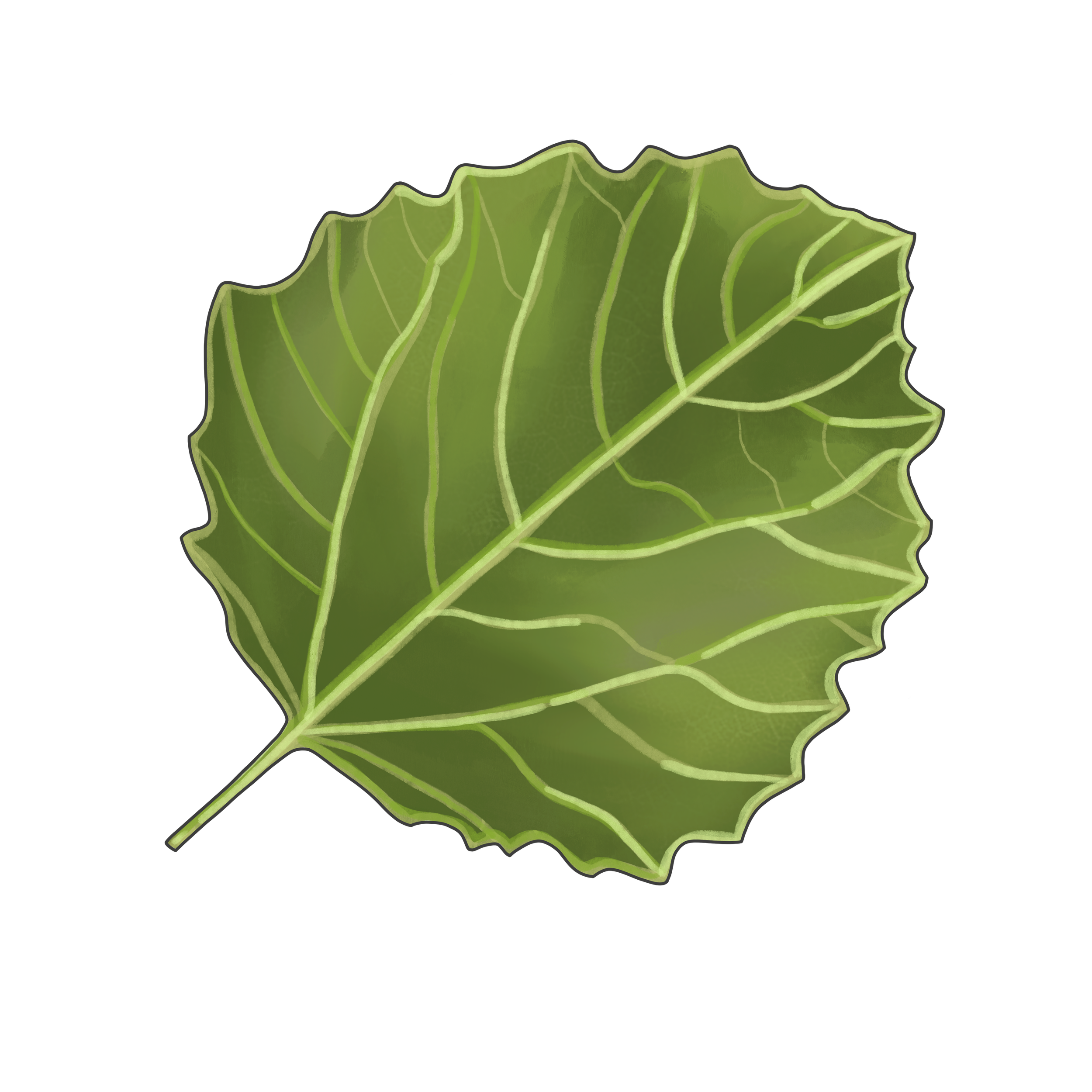 ASPEN_LEAF.PNG