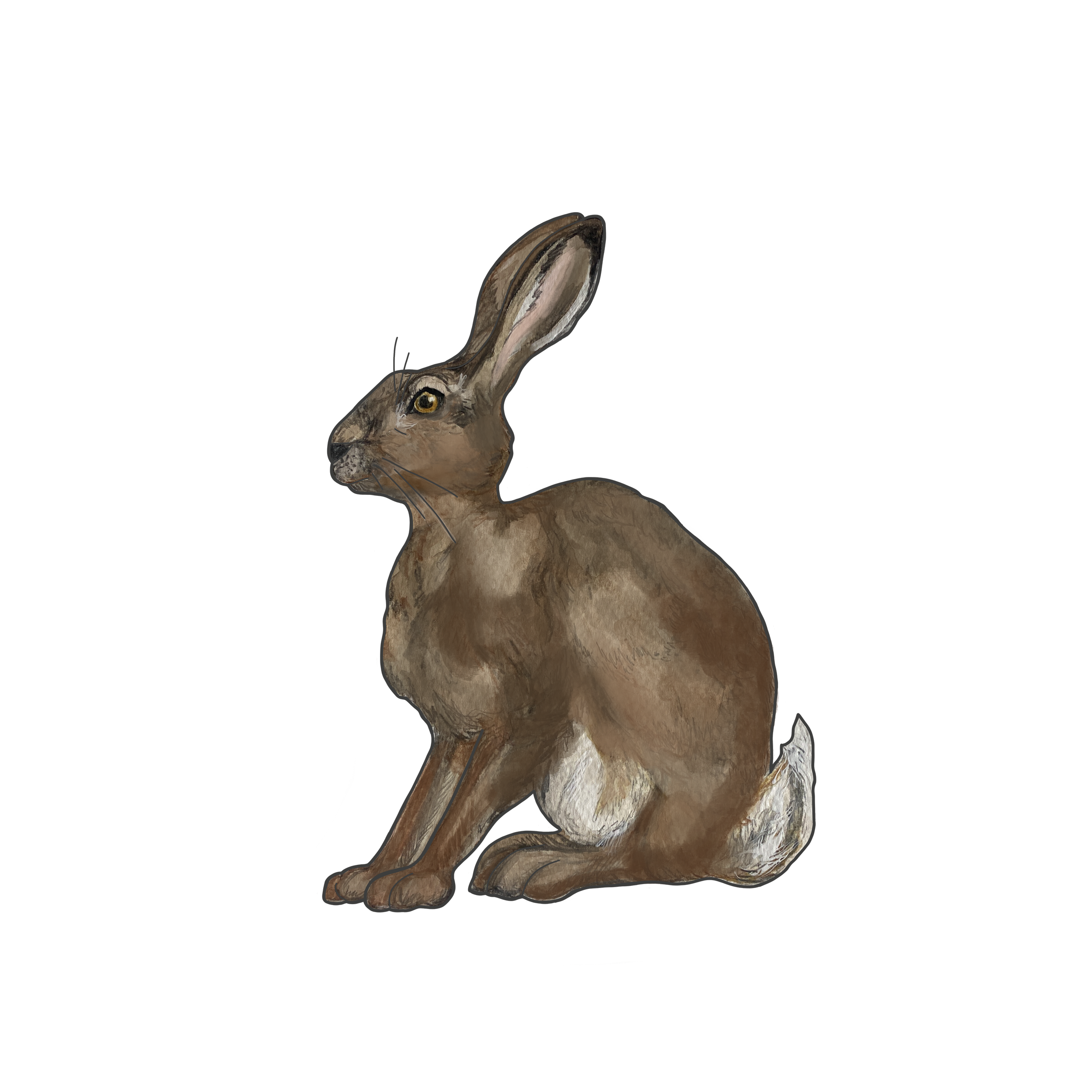 JACK_RABBIT.PNG