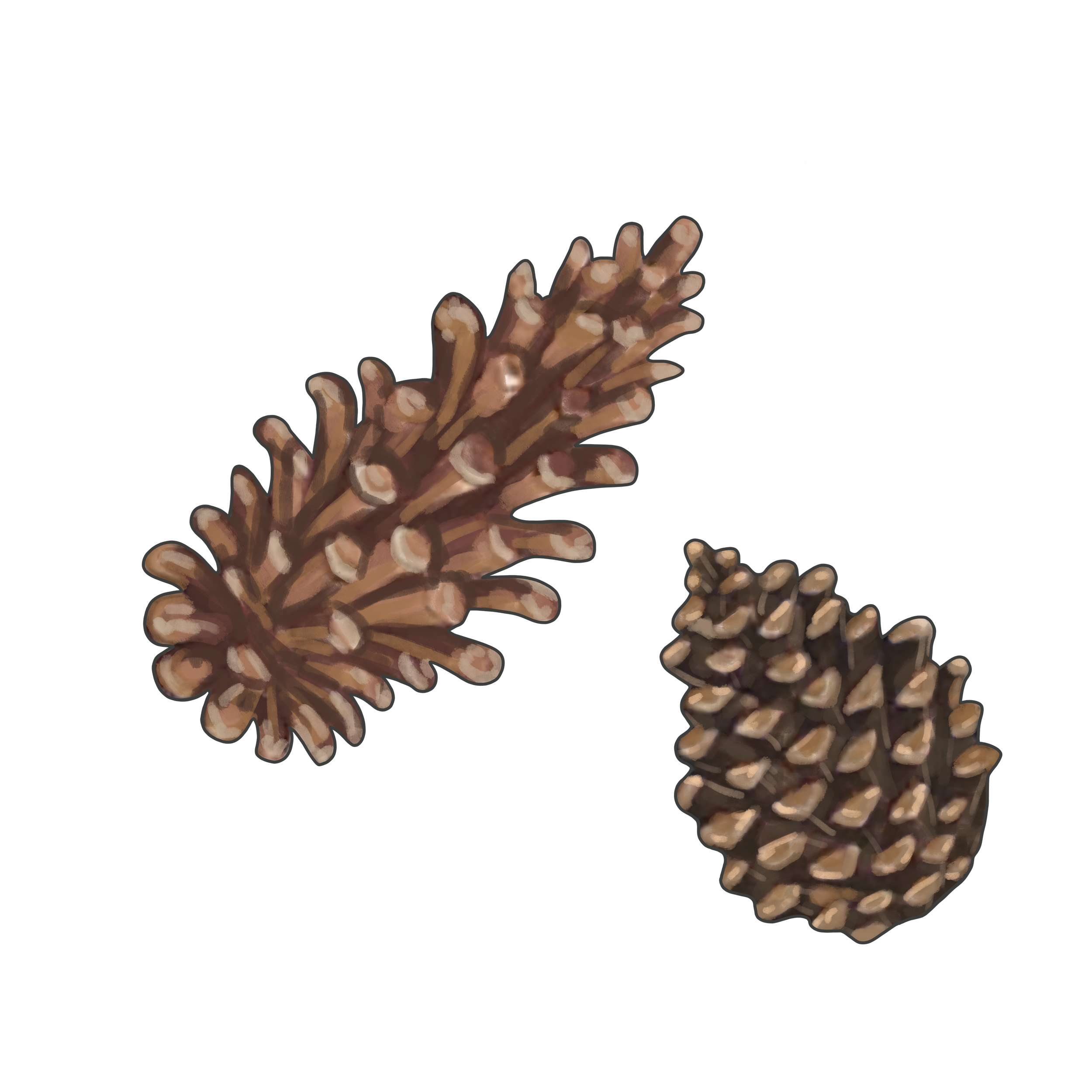 PINE_CONES.PNG