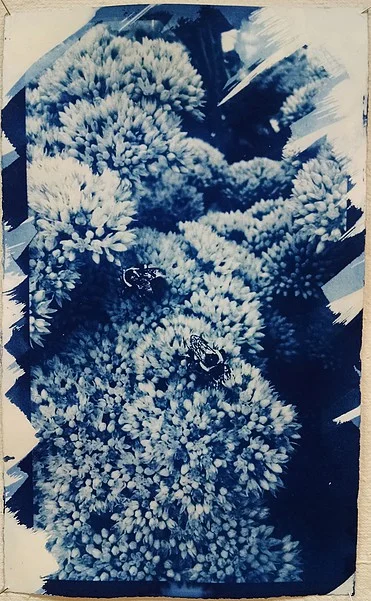 Bees