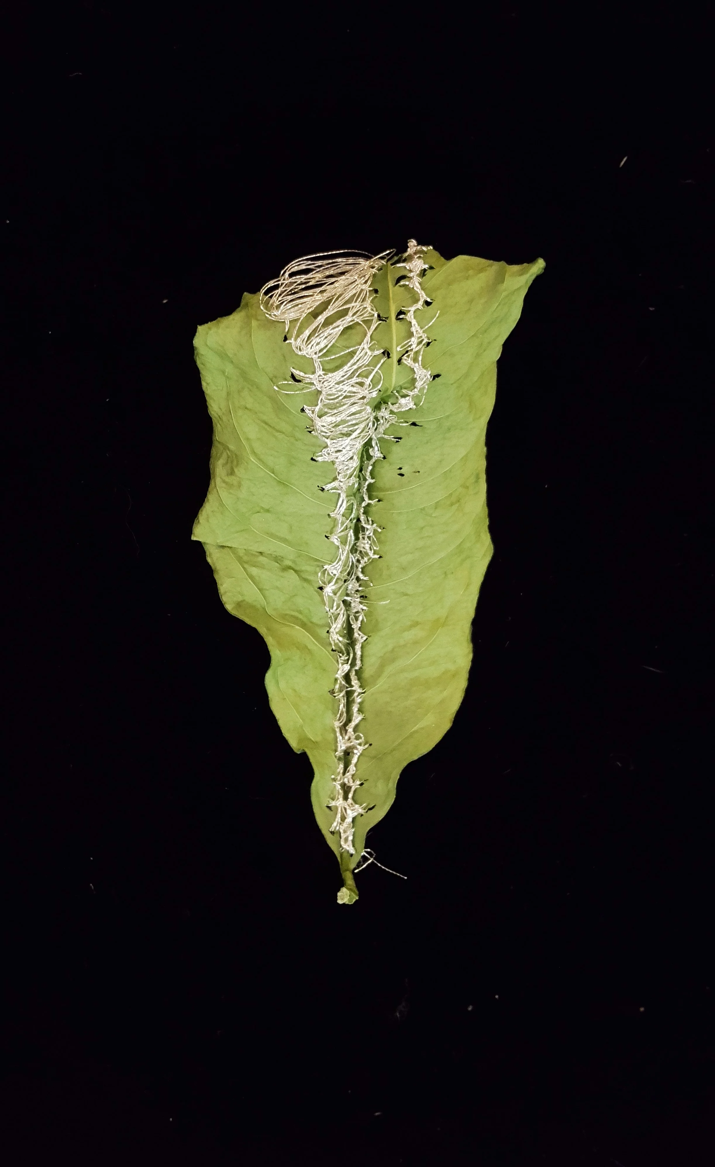 Leaf Studies Detail