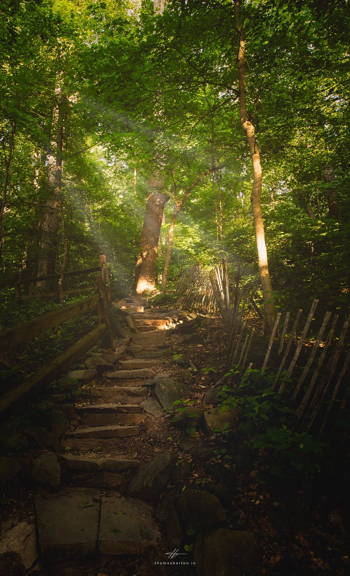 forest path