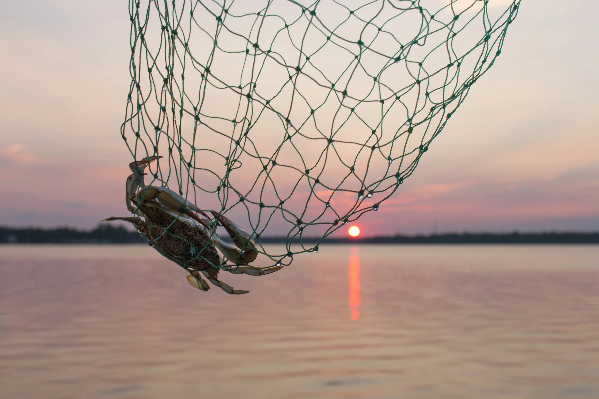 Alex Froelich_Crab at Sunset_.jpg