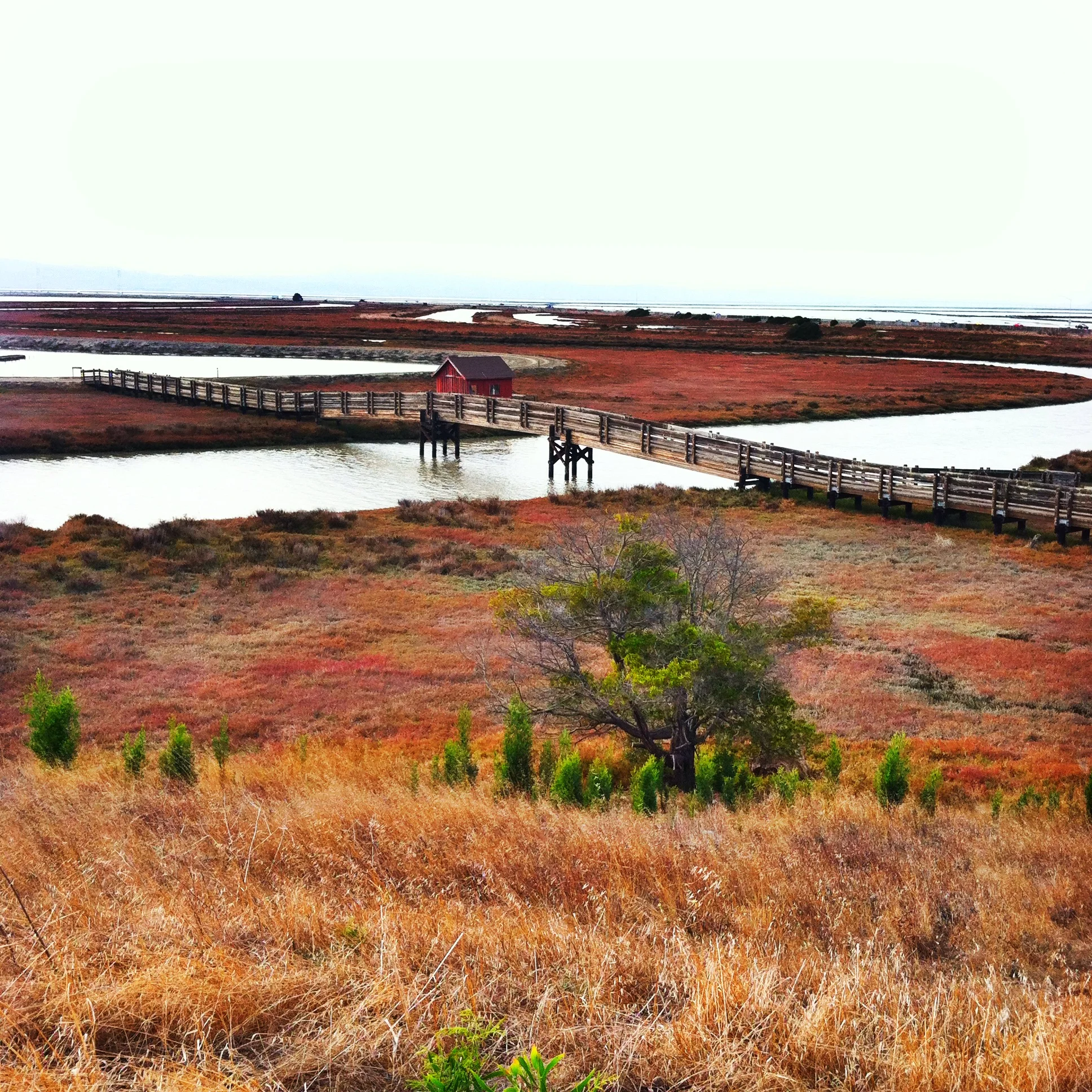 Don Edwards San Francisco Bay National Wildlife Refuge in California