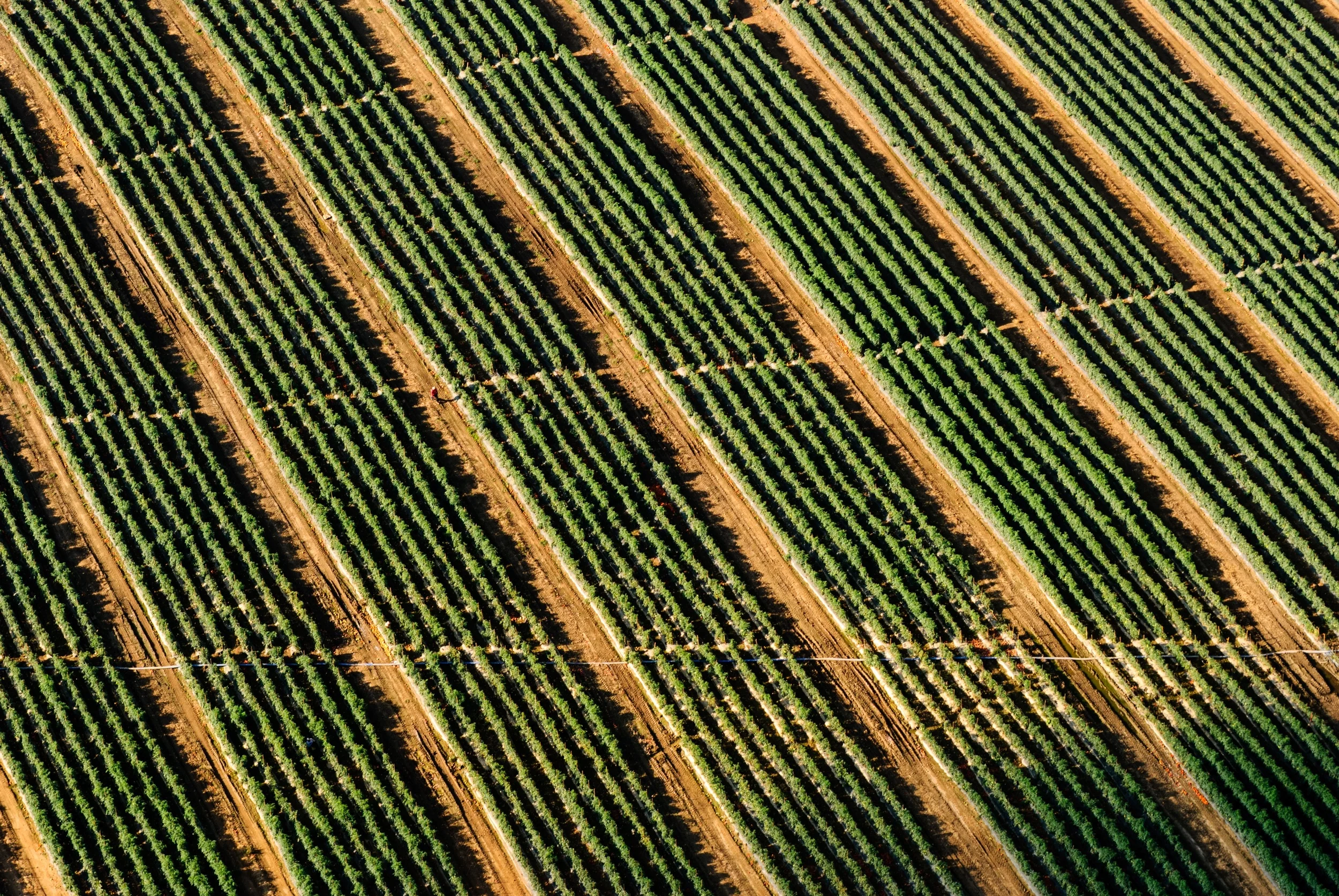 farm-unsplash.jpeg