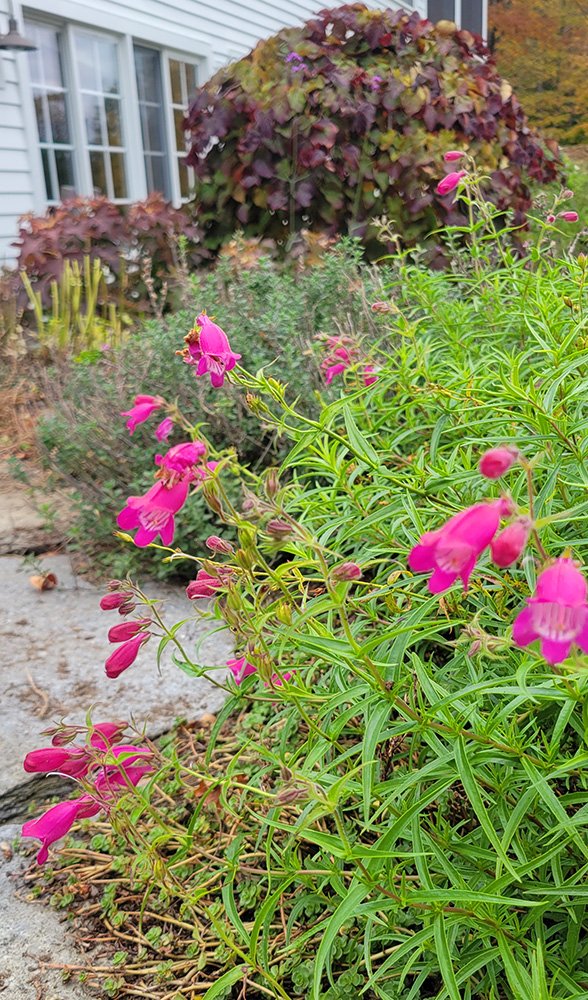 PENSTEMON HOT ROCKS.jpg