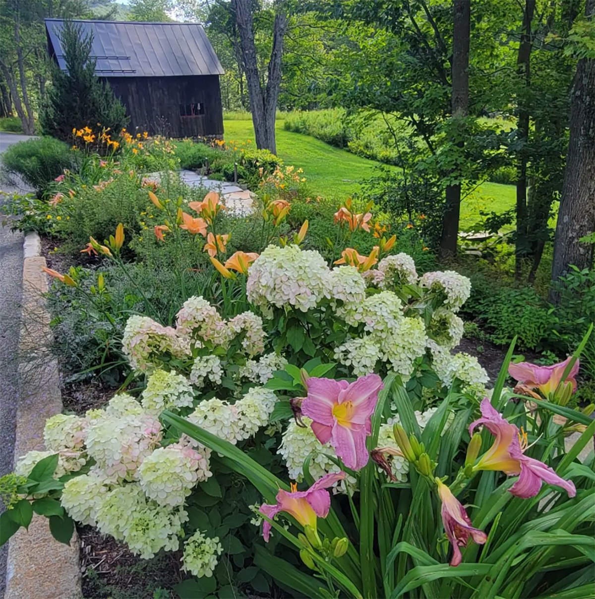 STONE WALK HYDRANGEAS.jpg