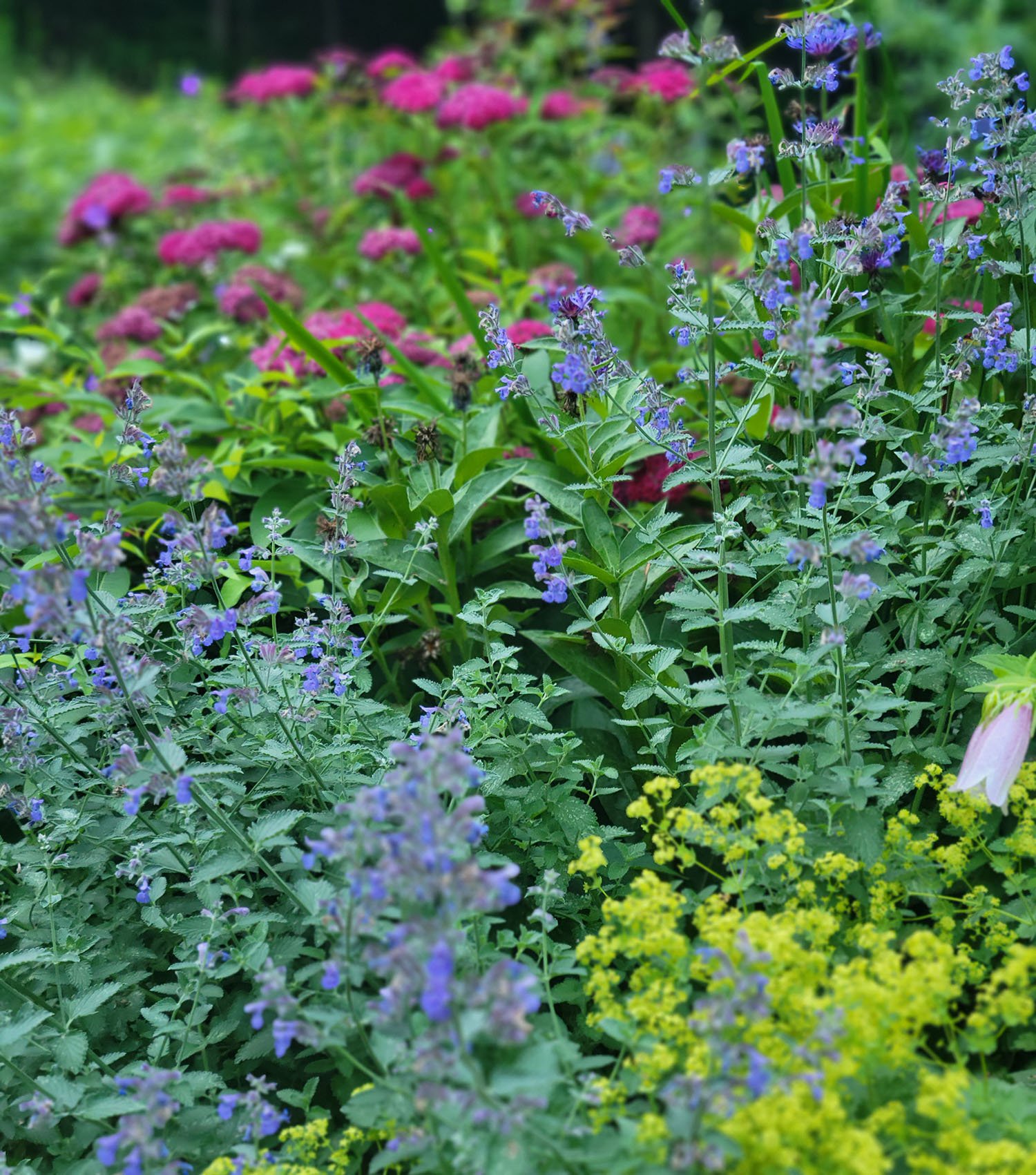 EVERNEST with NEPETA and SPIREA.jpg