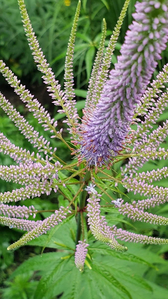 Veronicastrum 'Fascination'sm.jpg