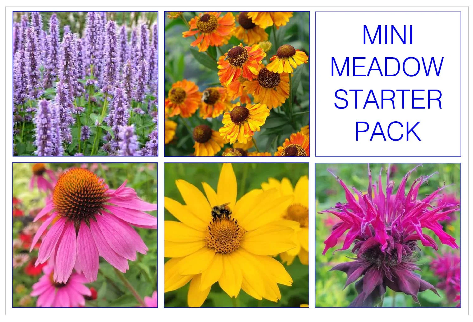 MINI MEADOW STARTER PACK.jpg