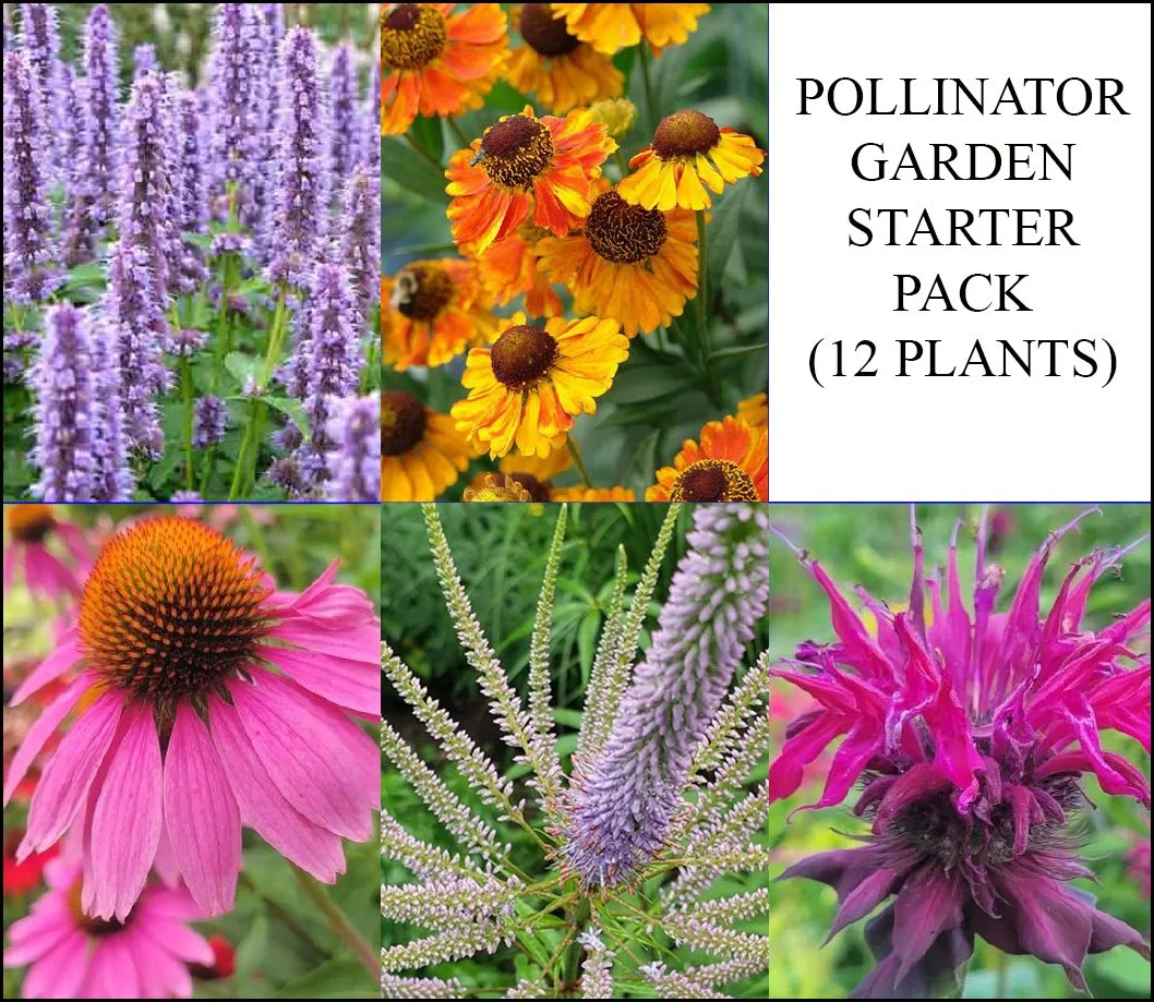 Pollinator Pack copy.jpg