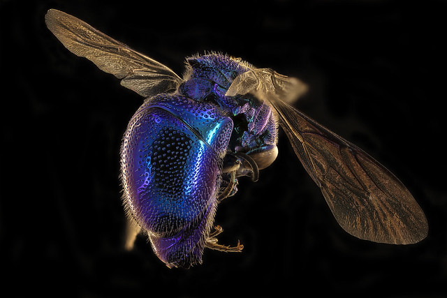 Copy of Chrysidid Wasp
