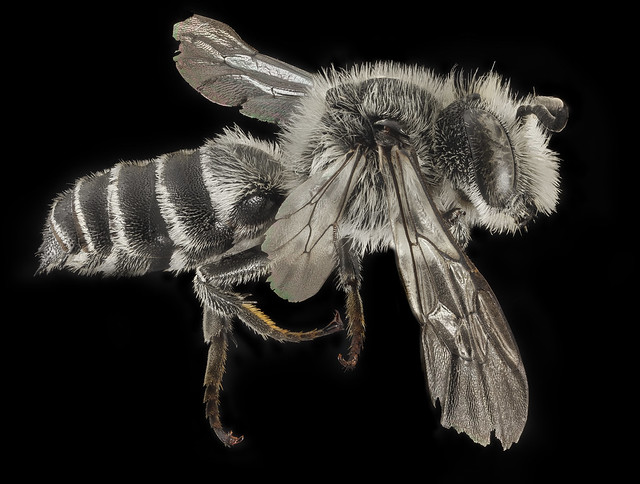 Copy of Coelioxys Sodalis