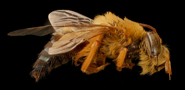 Copy of Oexea Austera