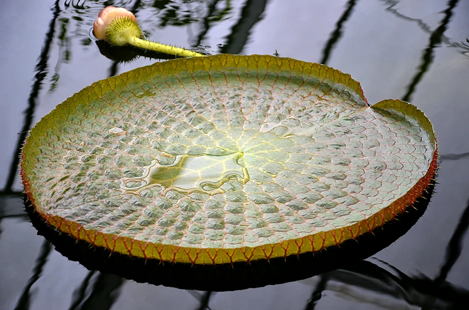 Lily Pad with Bud.jpg