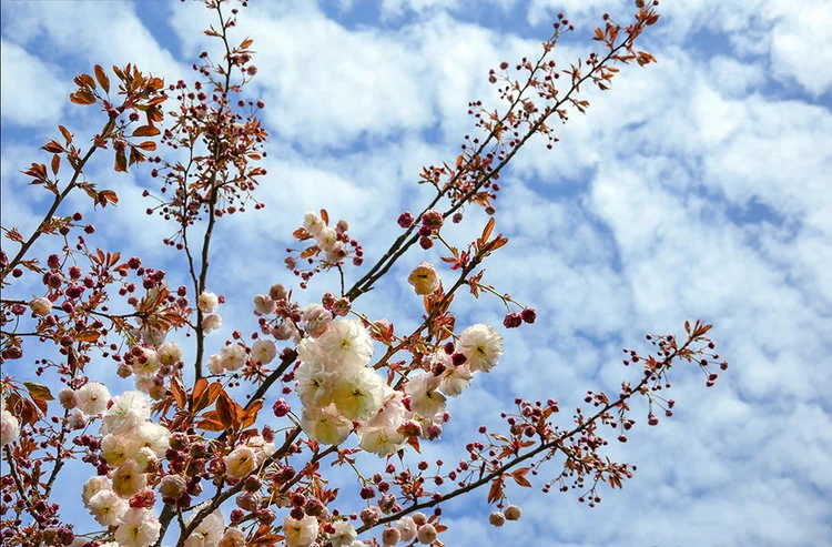 Cloud Blossoms.jpeg
