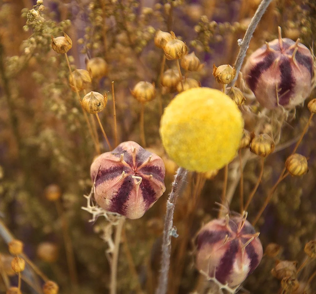Dried Flowers.jpg