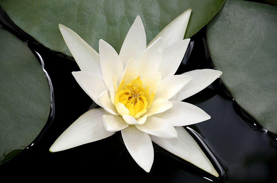 One Lily.jpg