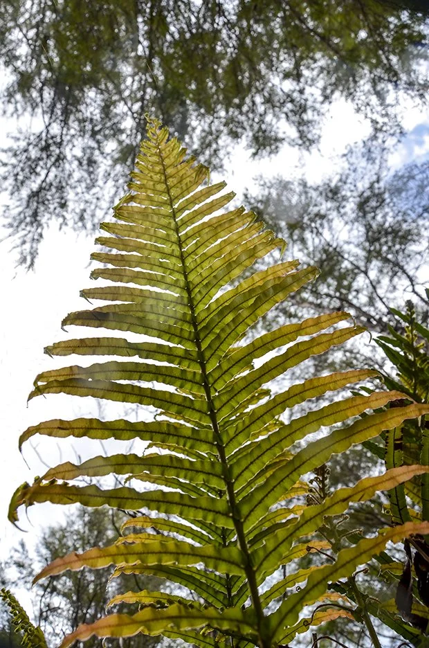 Fern Leaf.jpg