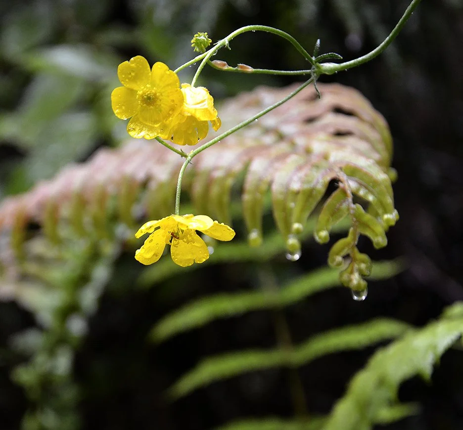 Yellow Flowers.jpg