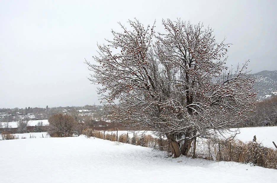 Apple Tree with Snow.jpg